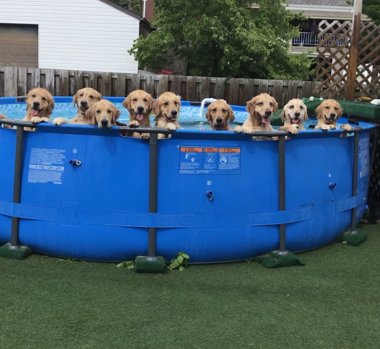 ruffwater golden retrievers