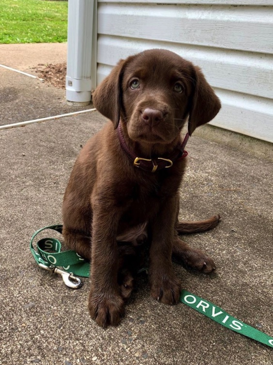 Java Orvis Cover Dog