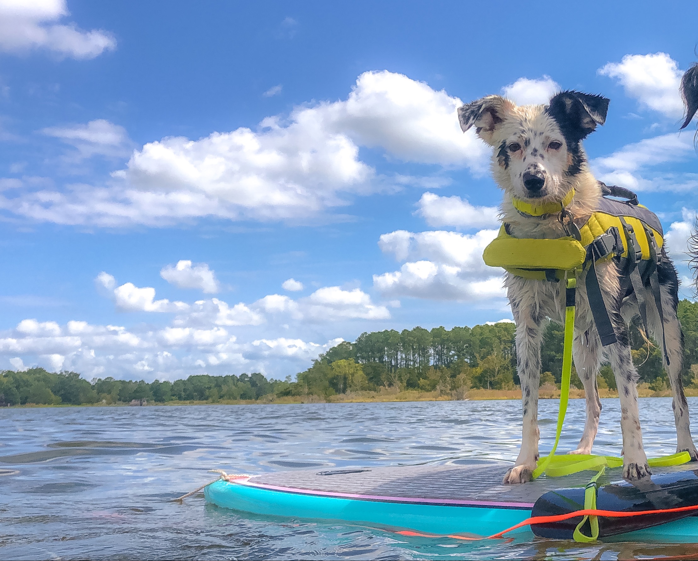 Fletcher Orvis Cover Dog