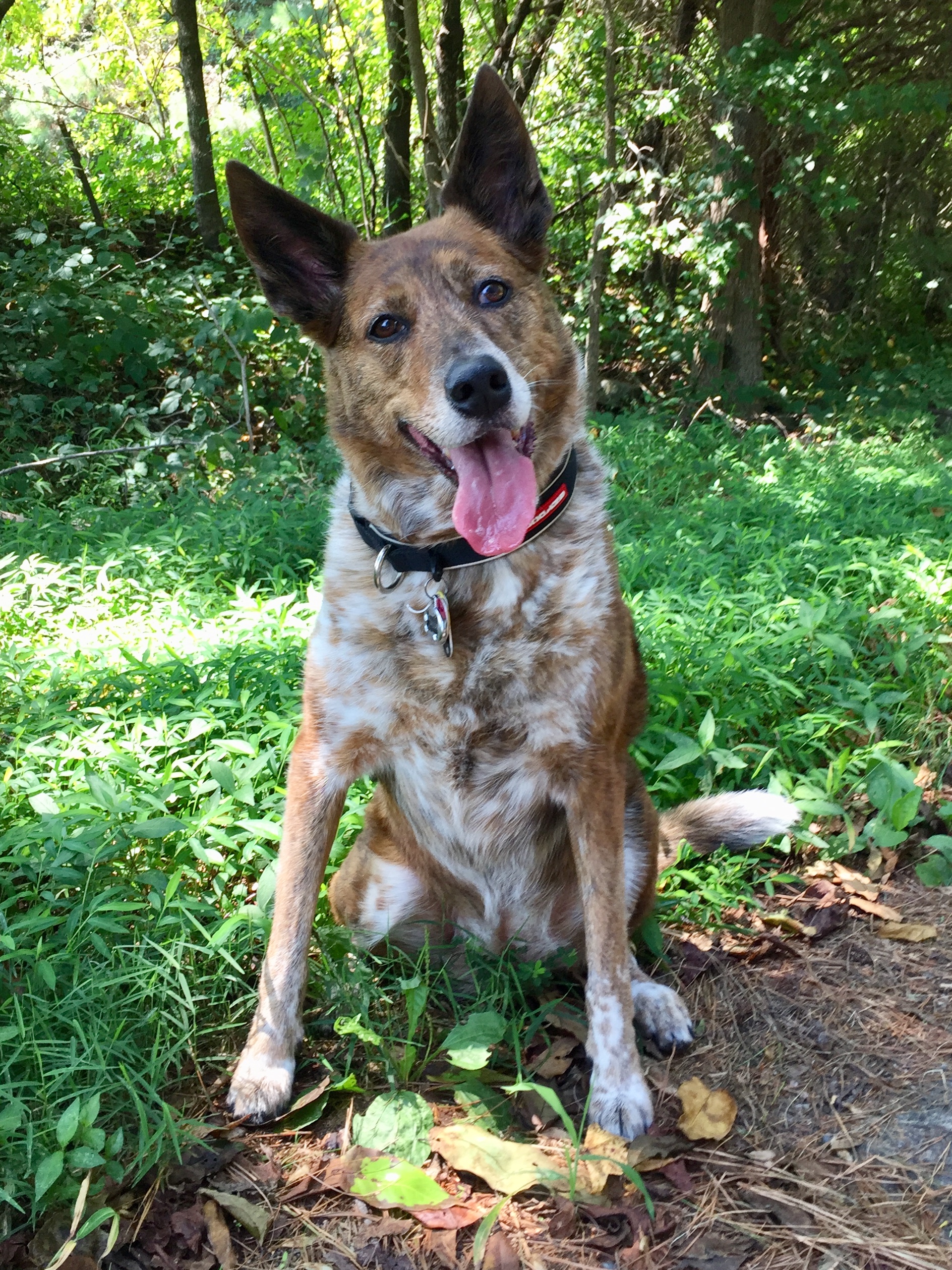 Taylor Orvis Cover Dog