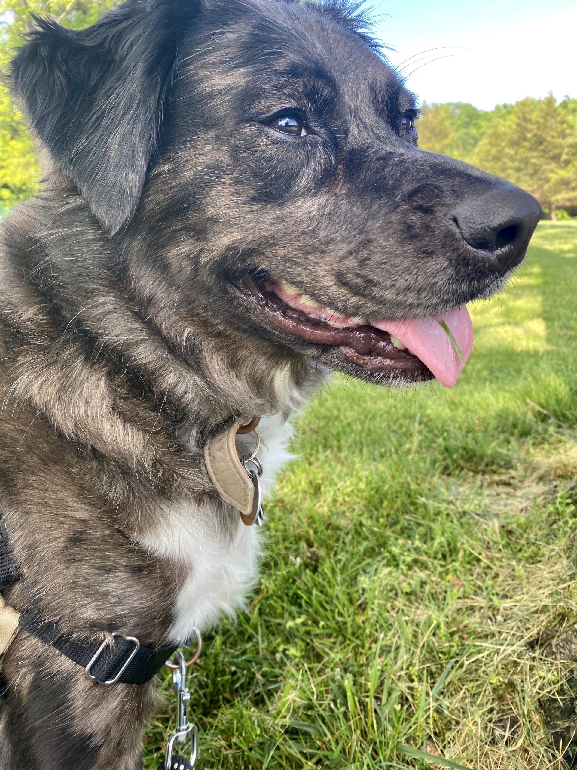 Bolt Orvis Cover Dog