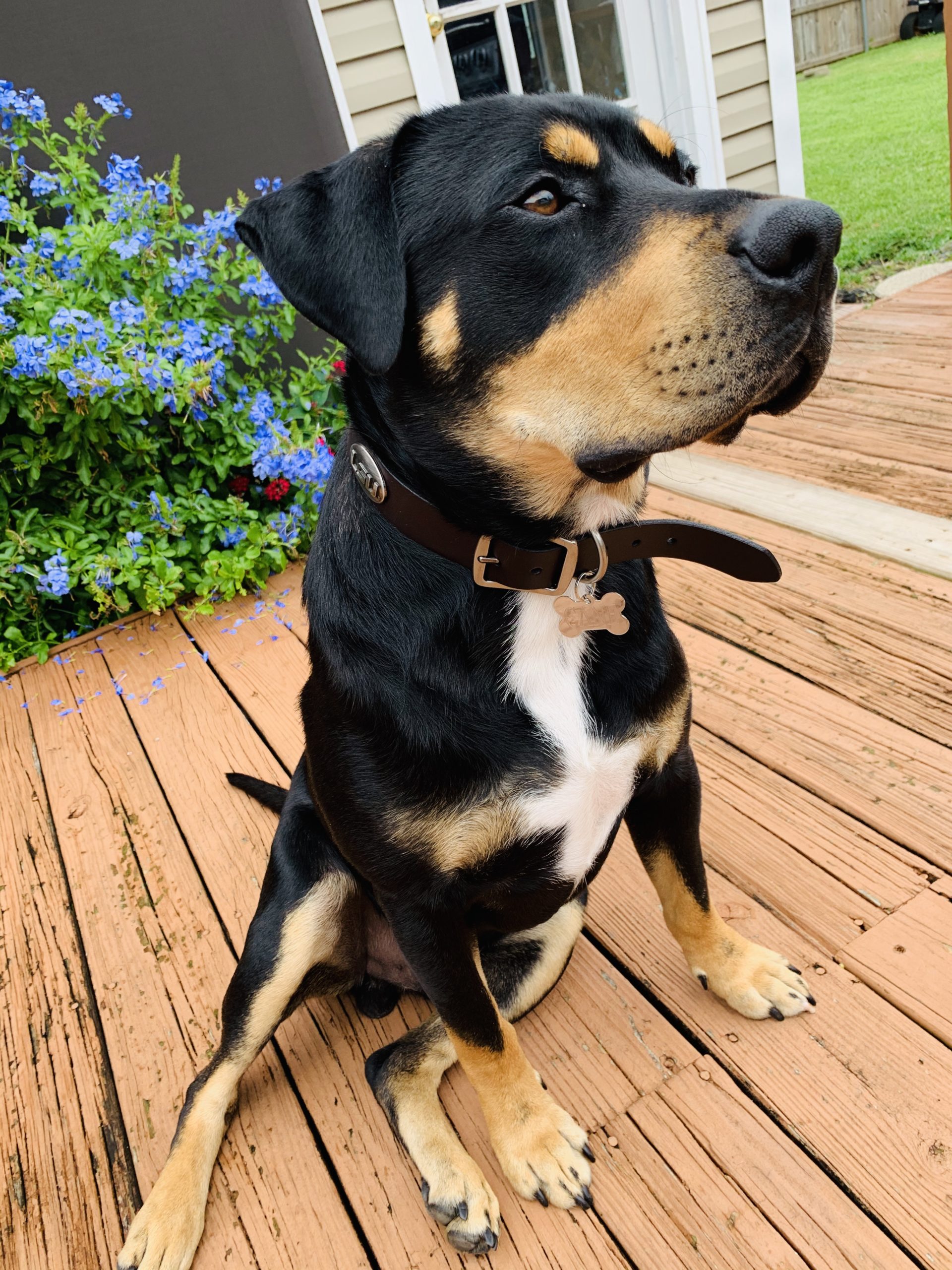 Cane Orvis Cover Dog