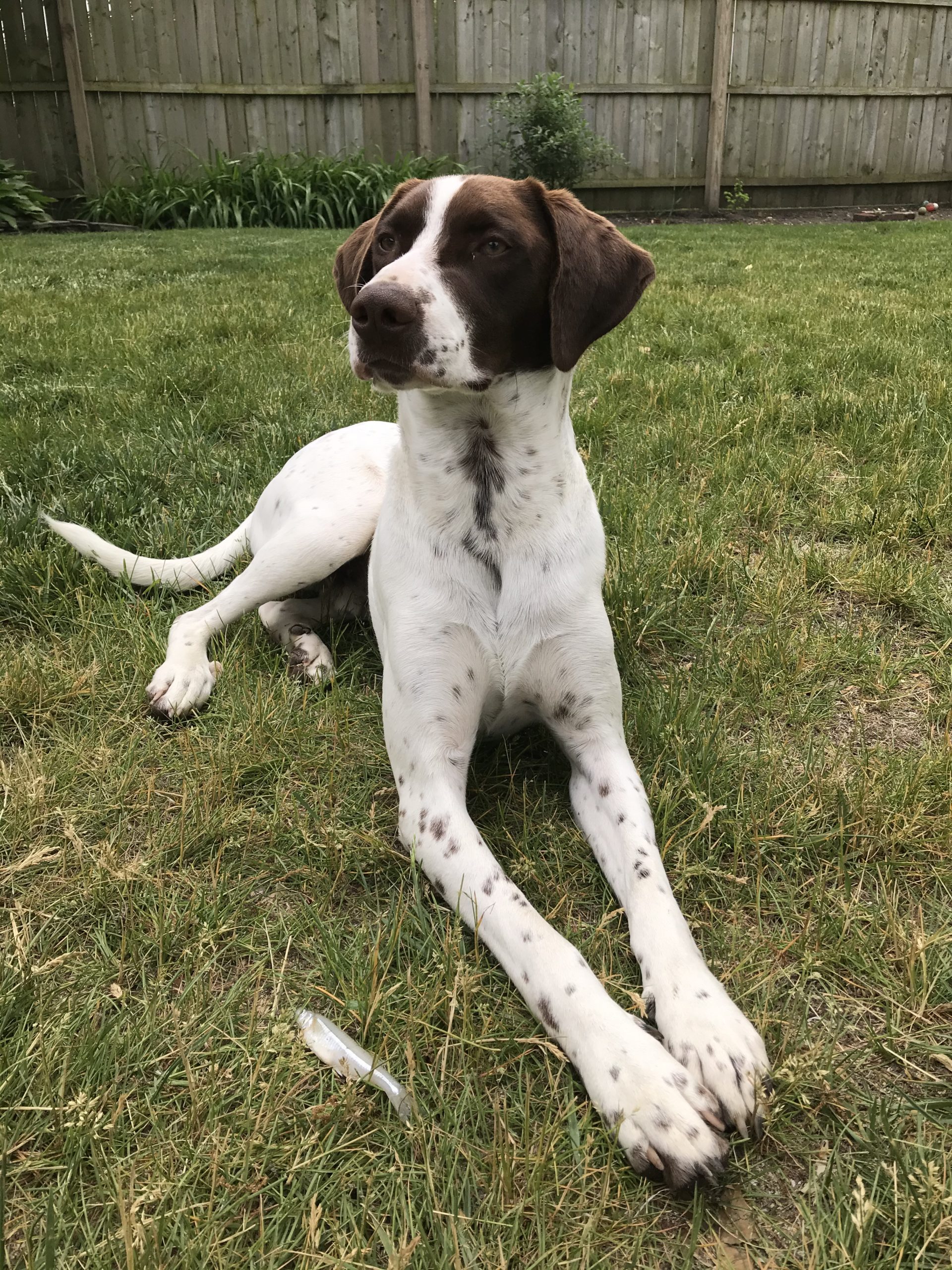 Oakley Orvis Cover Dog