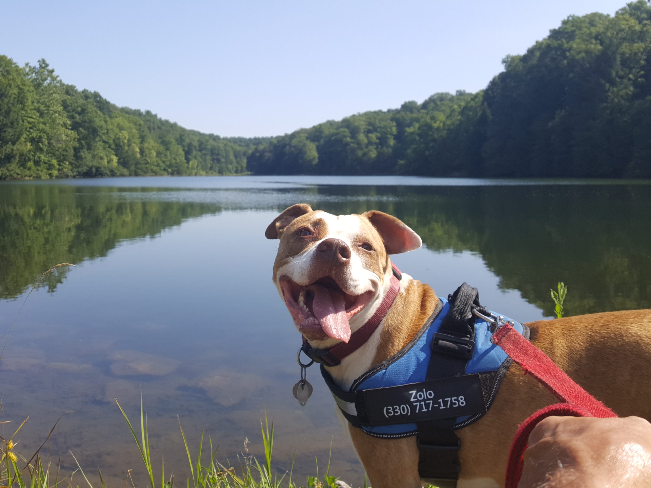 Zolo - Orvis Cover Dog