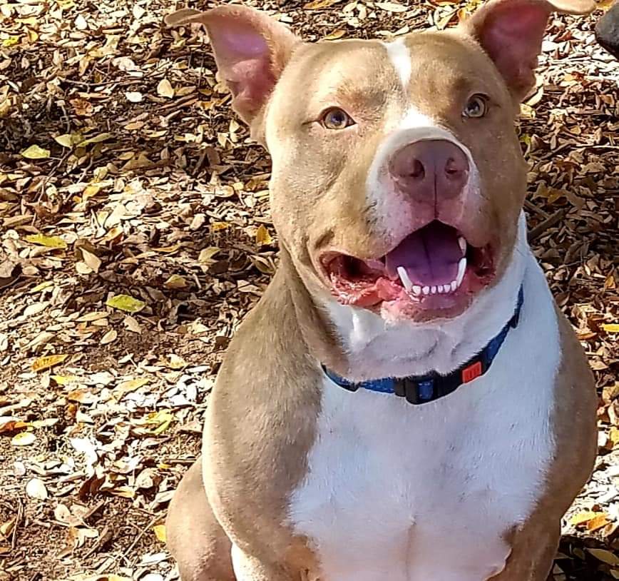 Cutter Orvis Cover Dog