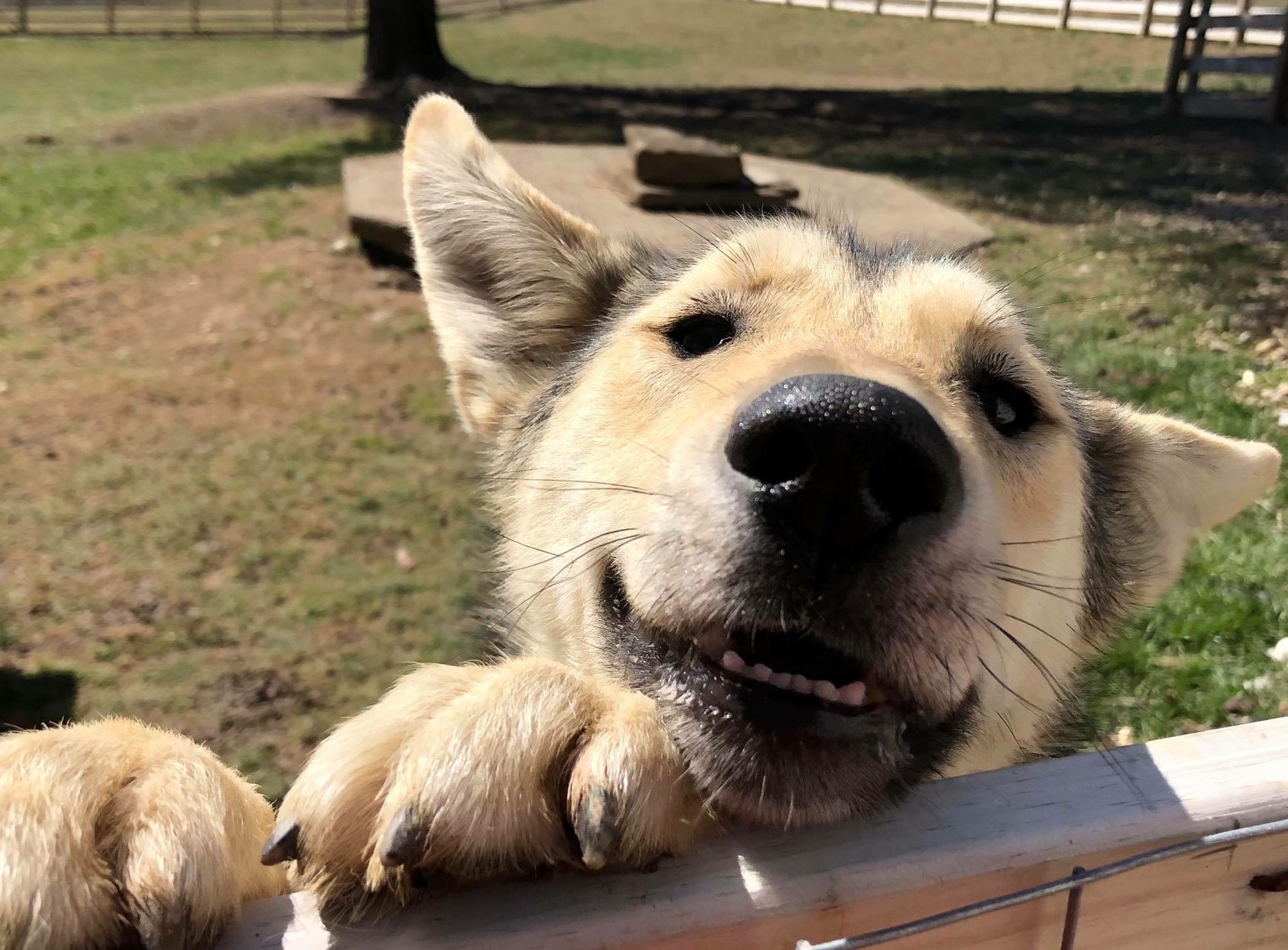 Zuma Orvis Cover Dog