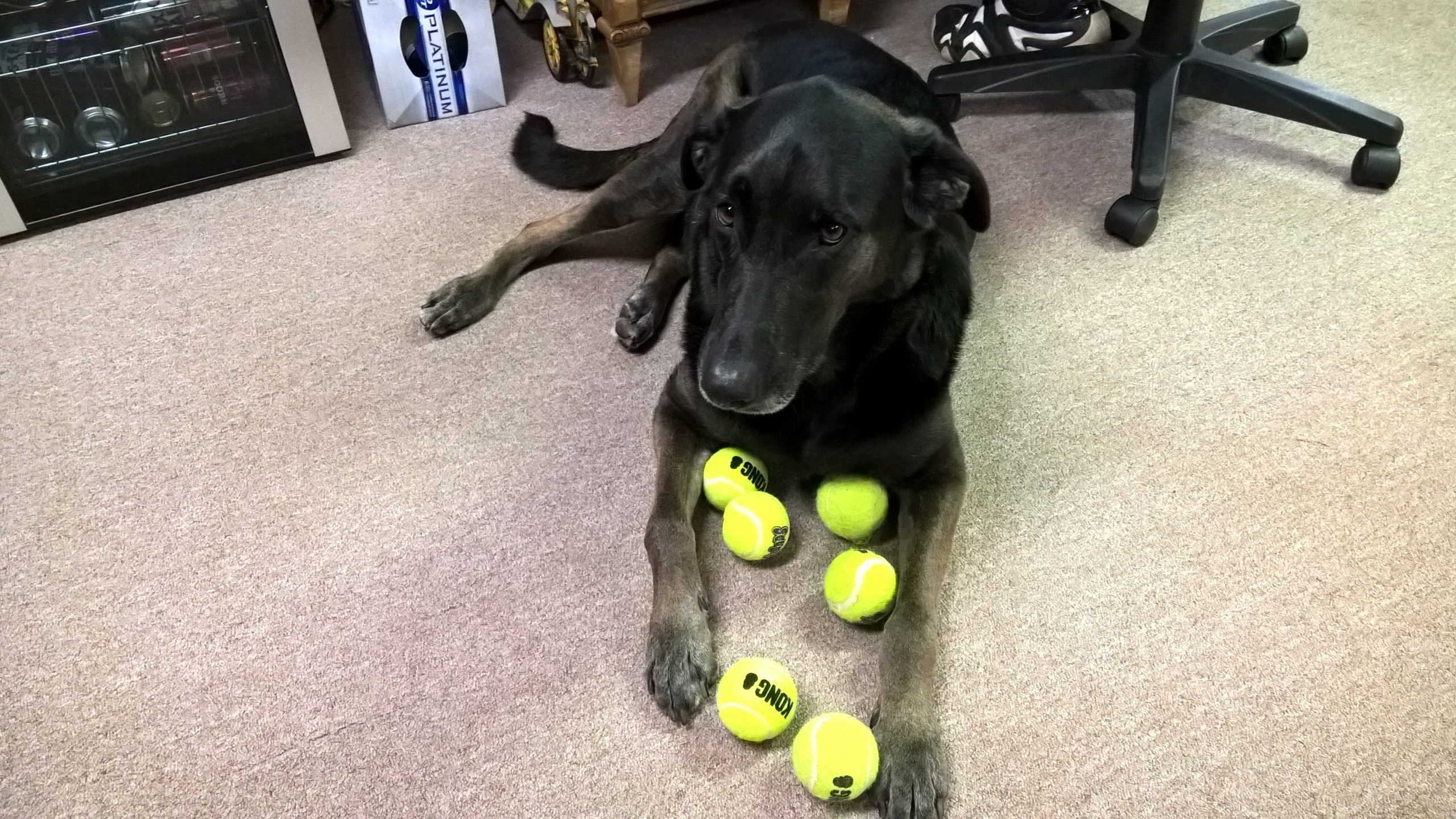 Gina Orvis Cover Dog