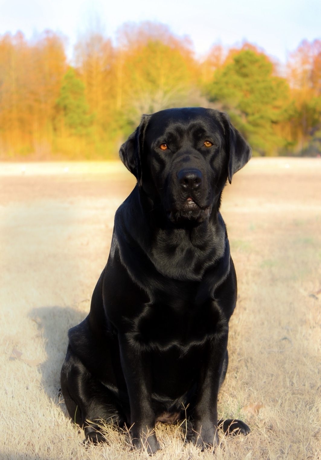 Sioux Orvis Cover Dog