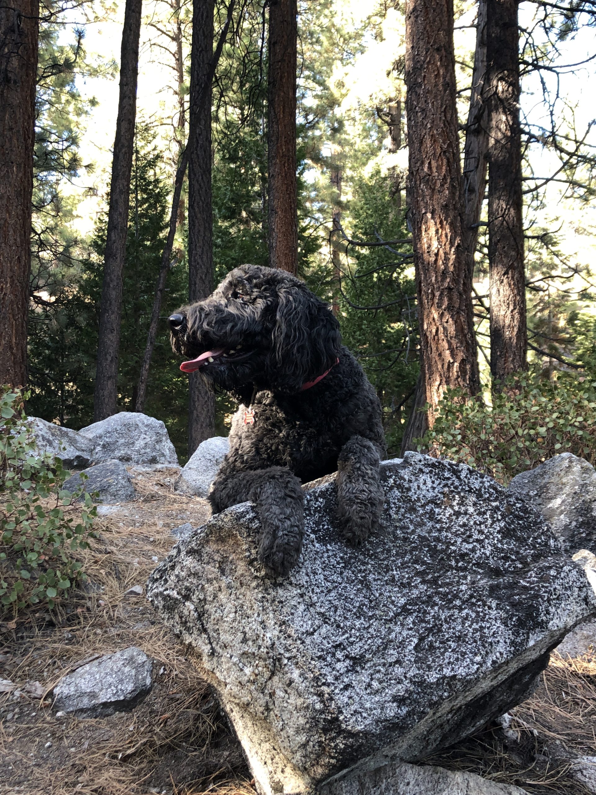 Blackjack Orvis Cover Dog