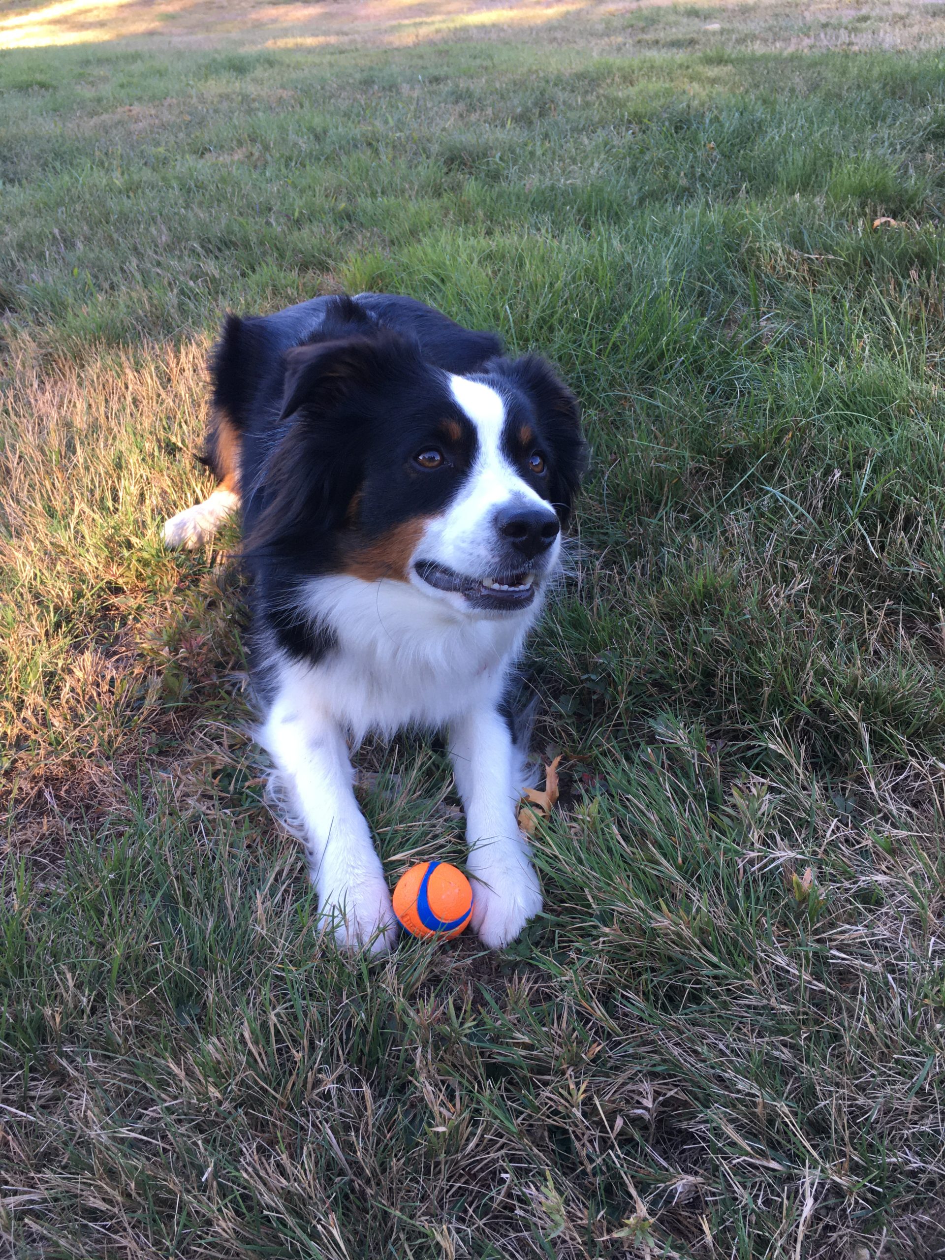 Maple - Orvis Cover Dog