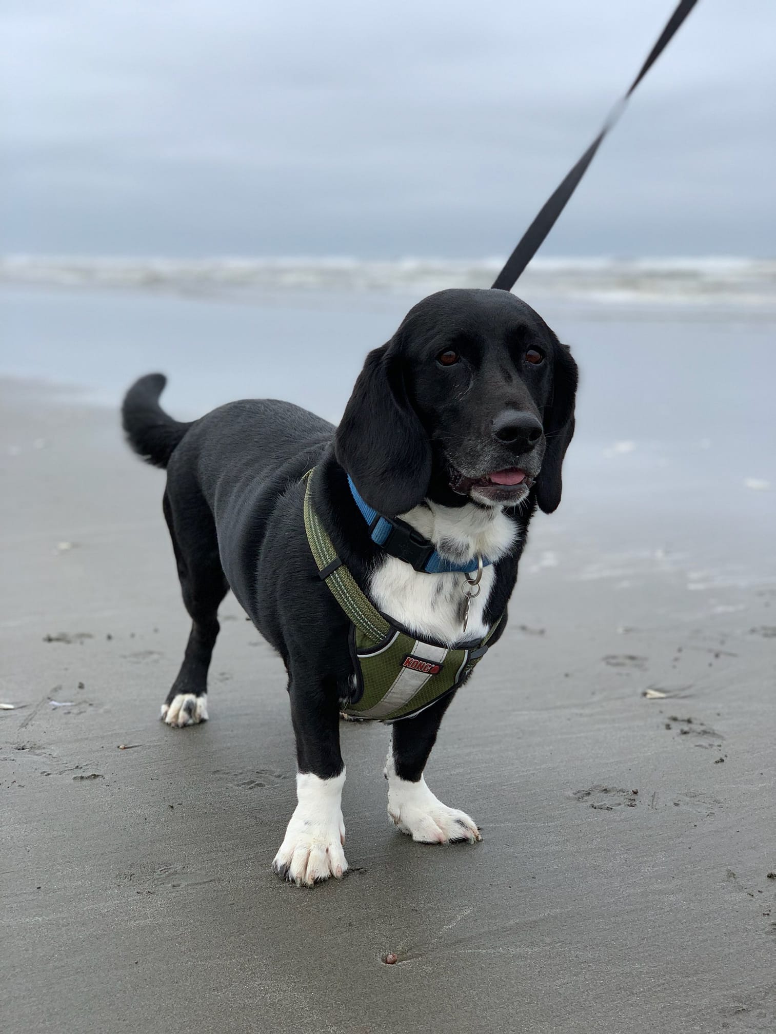 beauregard-orvis-cover-dog