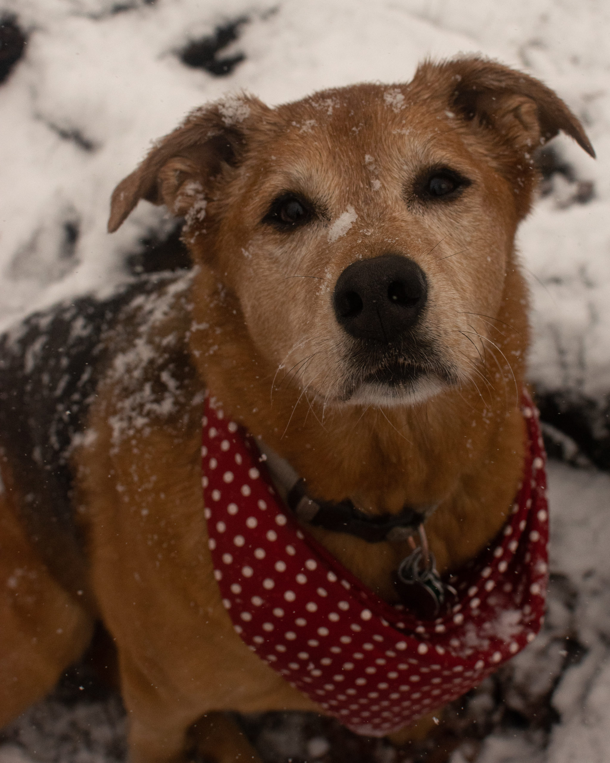 Elsa Orvis Cover Dog