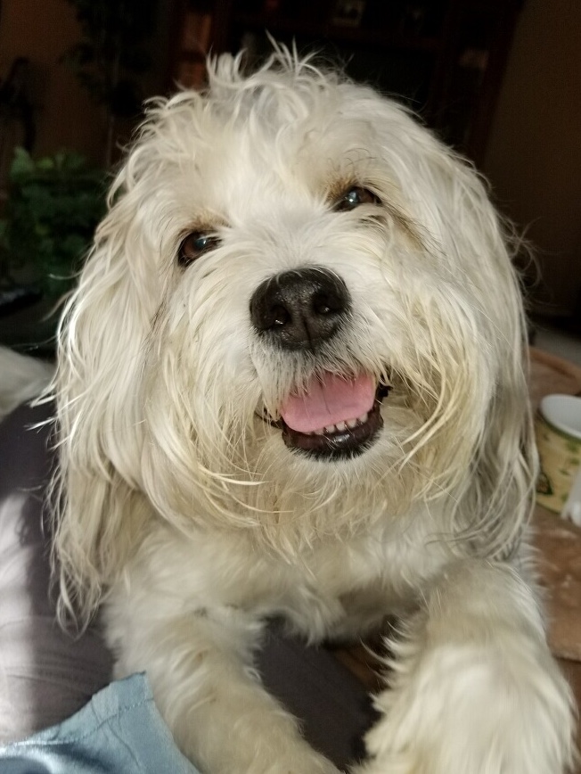 Mollie Orvis Cover Dog