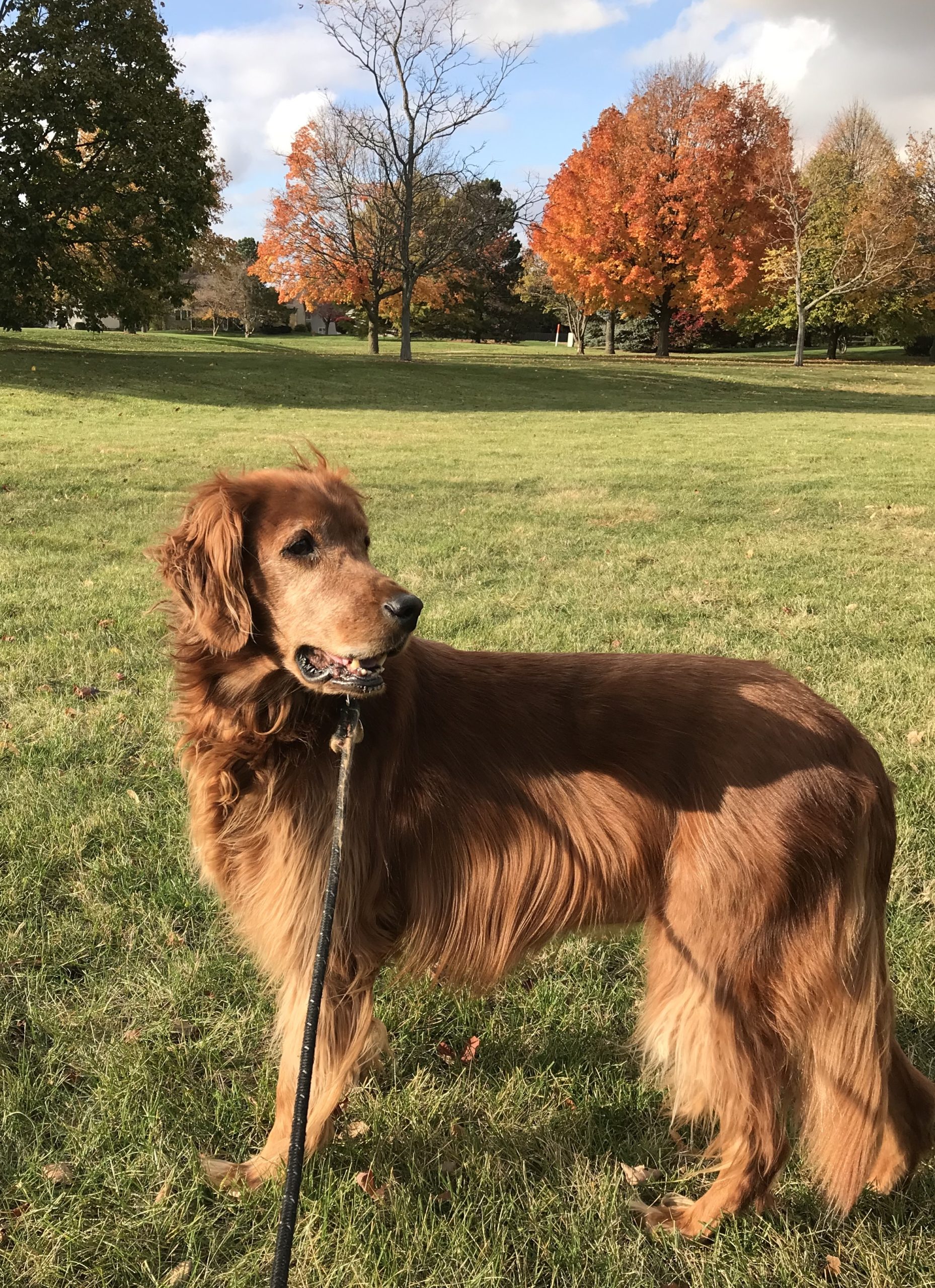 Bailey Orvis Cover Dog