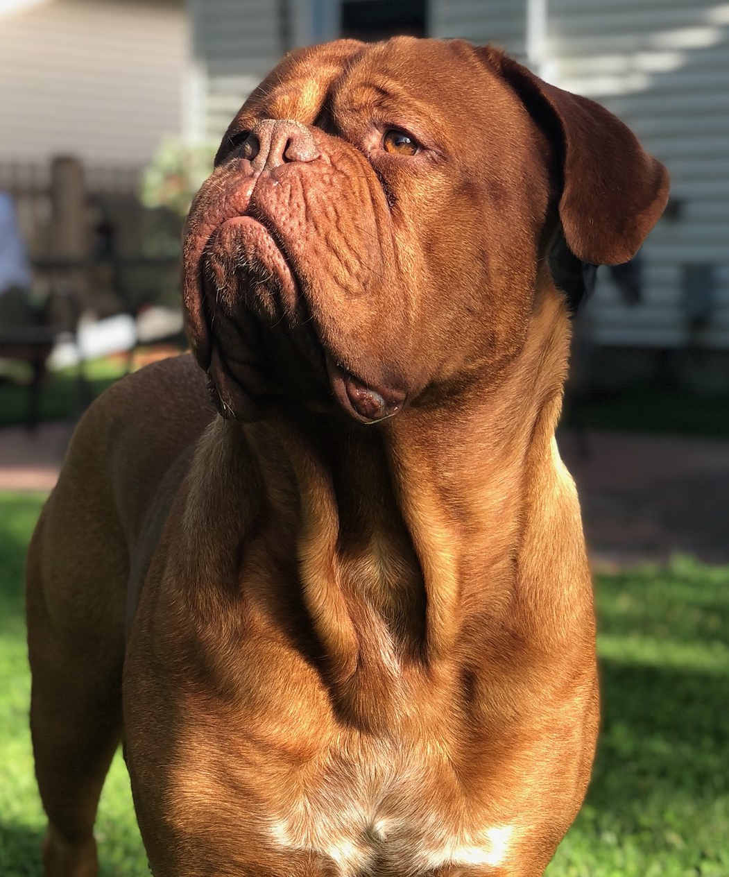 Bear Orvis Cover Dog