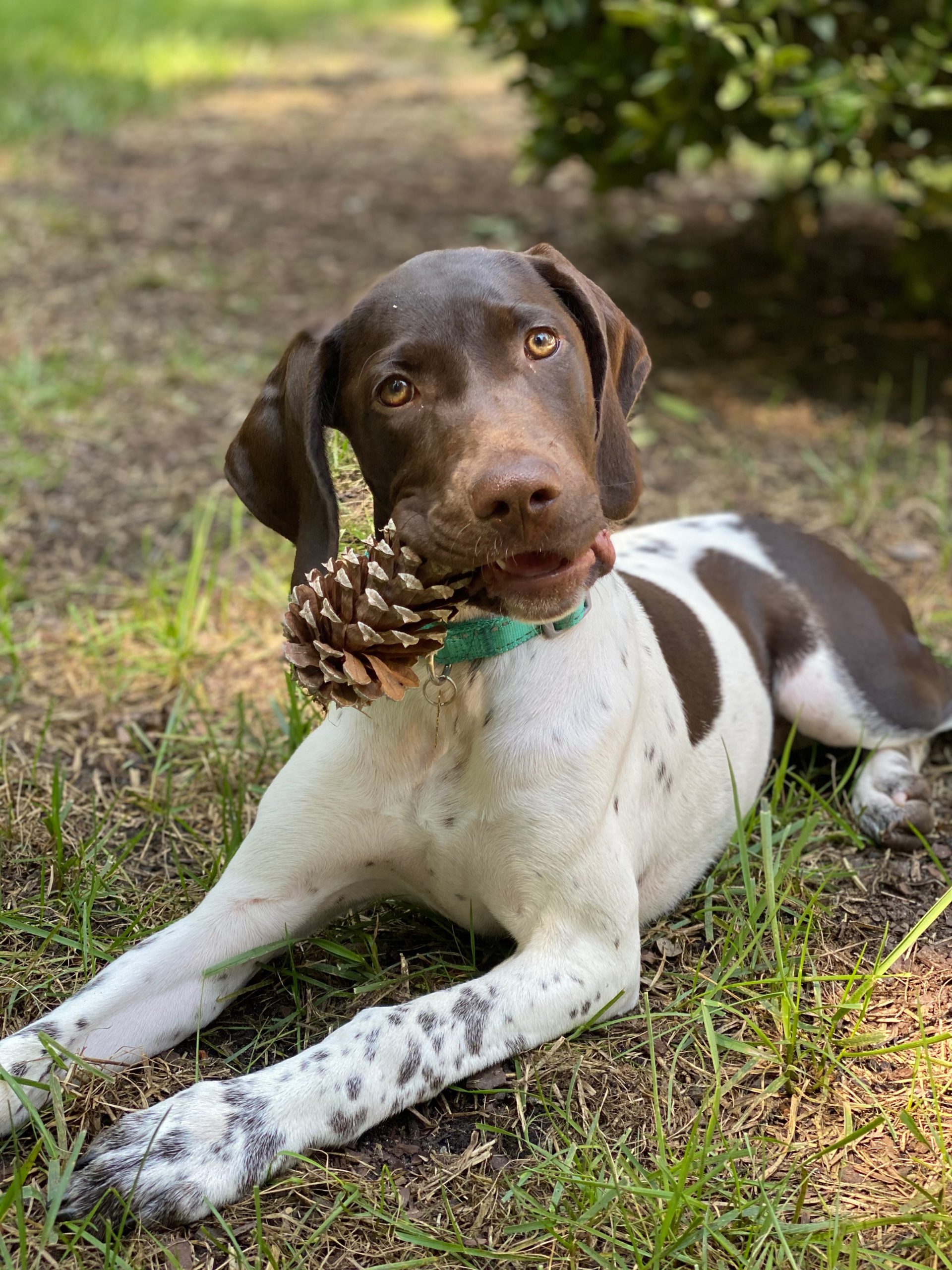 Capri Orvis Cover Dog