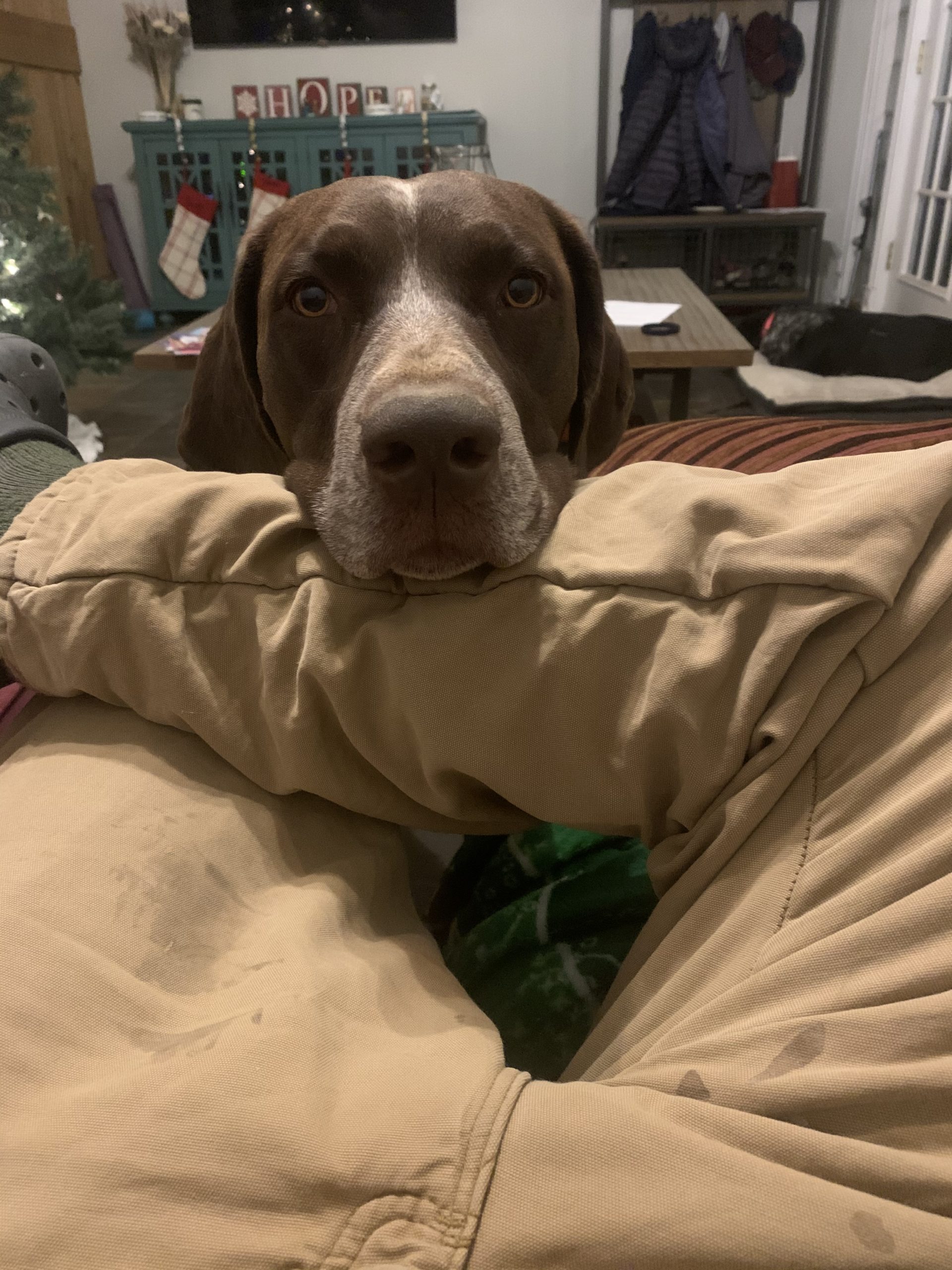 Grundy Orvis Cover Dog