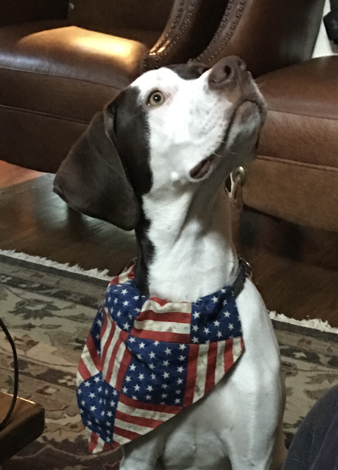 Jesse - Orvis Cover Dog
