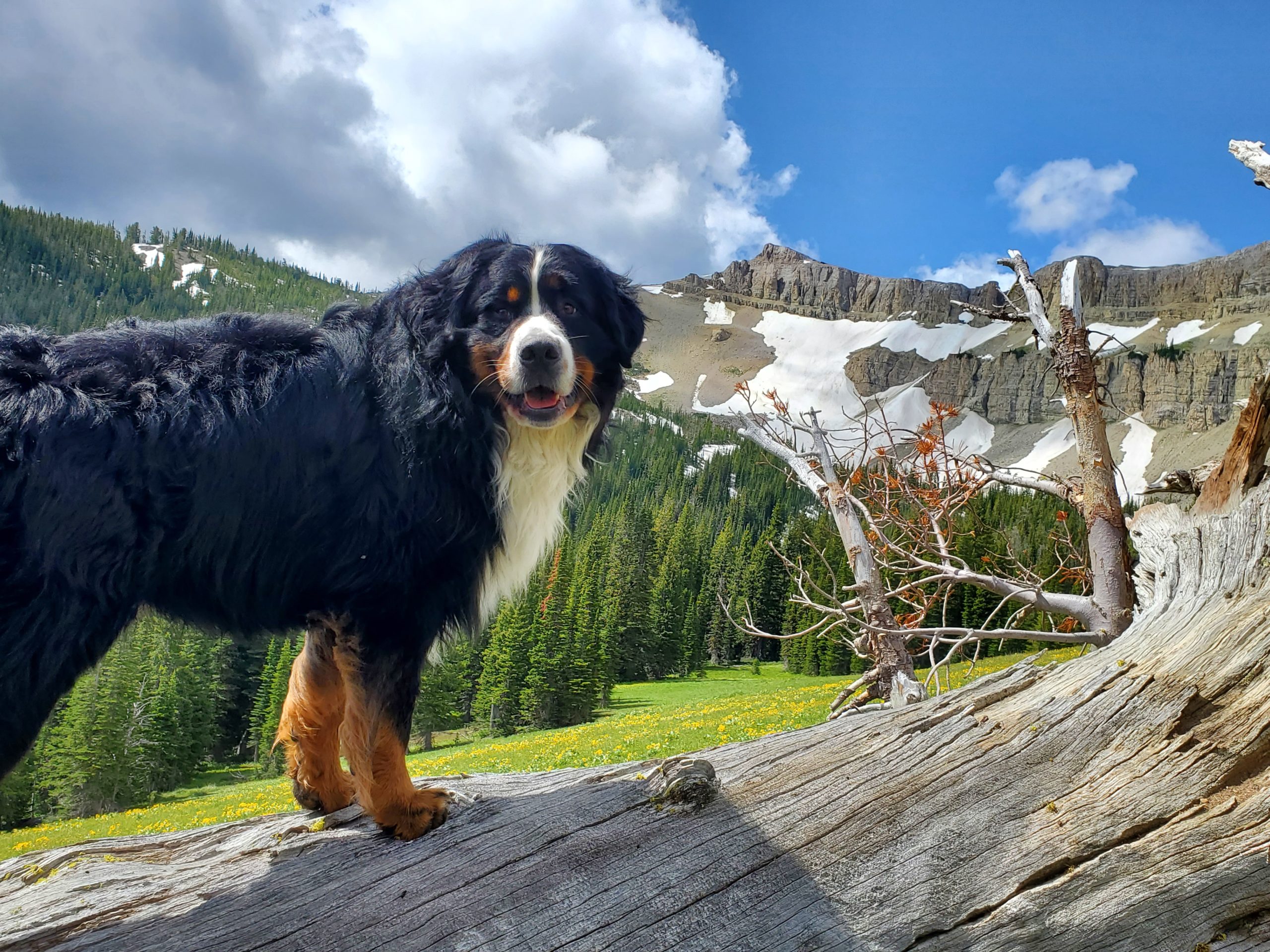 Major Orvis Cover Dog