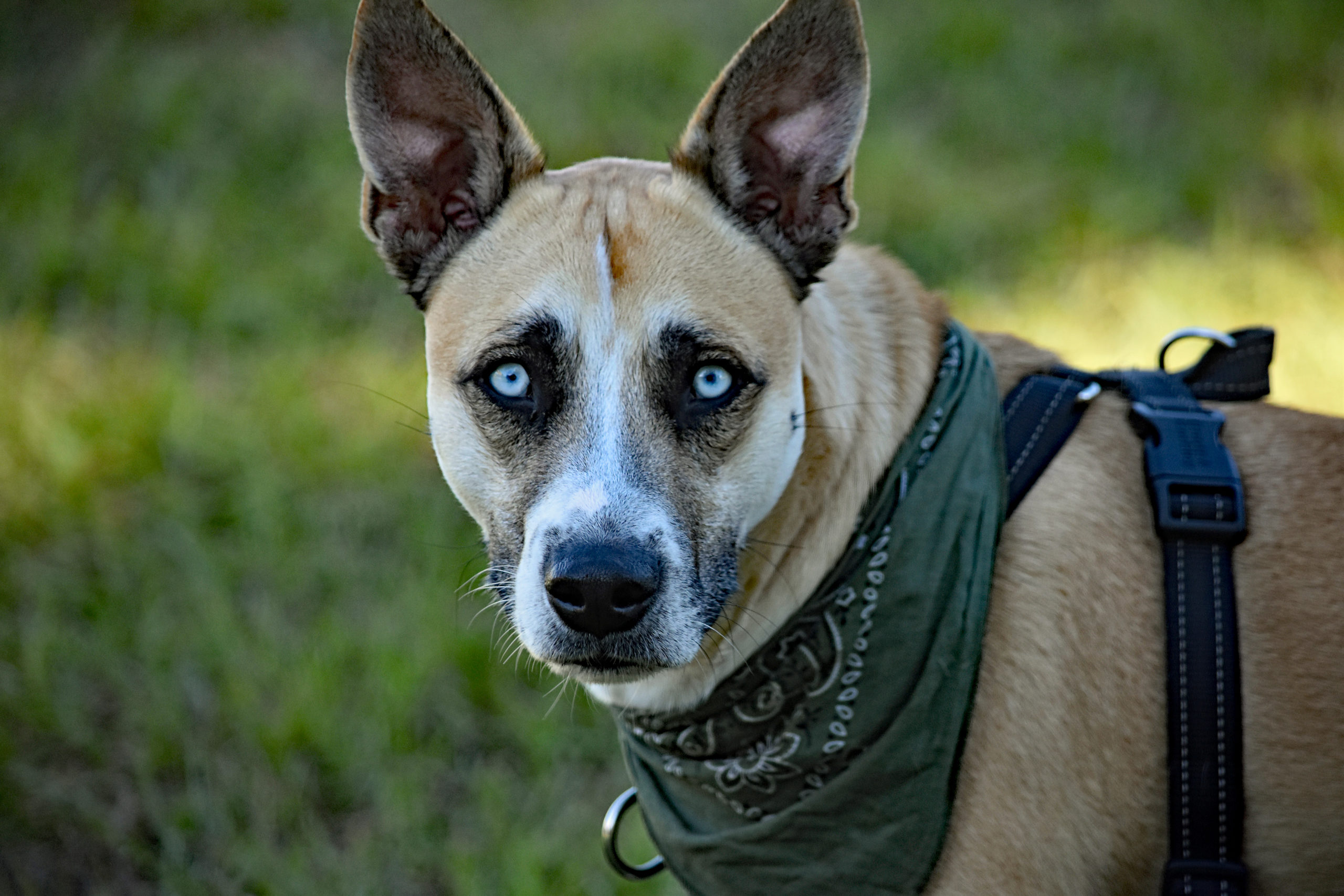 Atlas Orvis Cover Dog