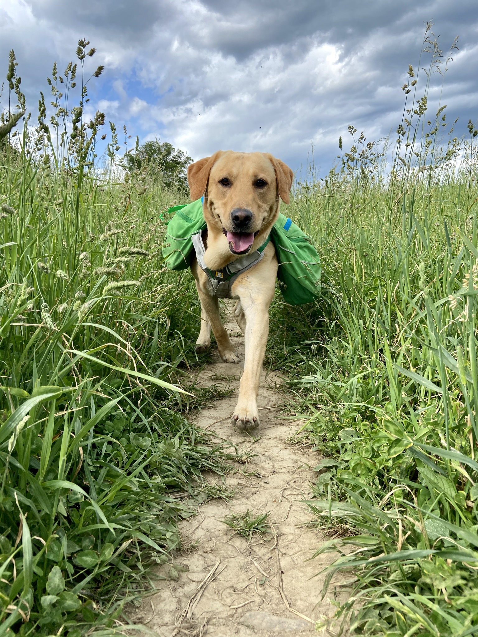 Elroy Orvis Cover Dog