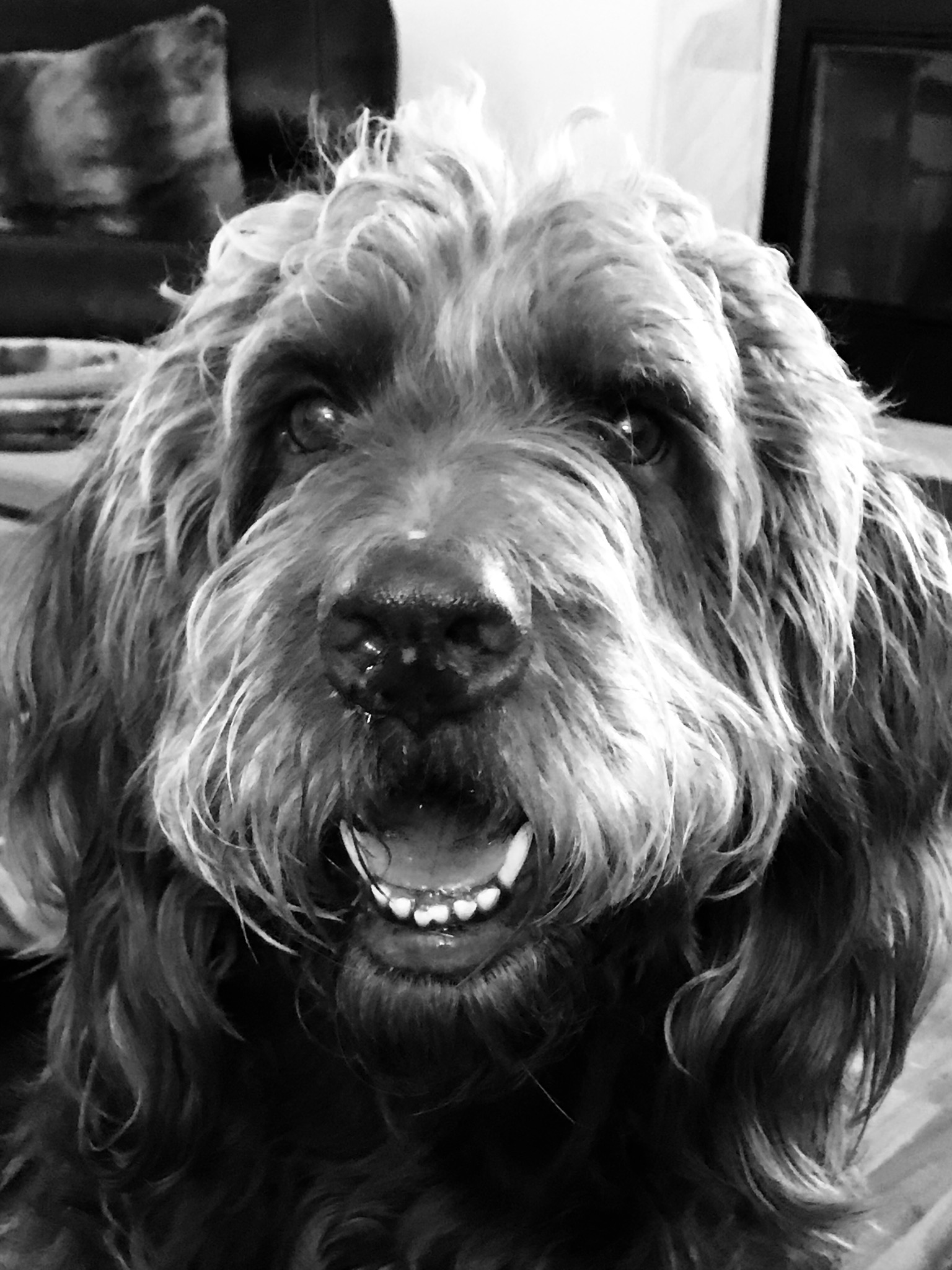 Java Orvis Cover Dog