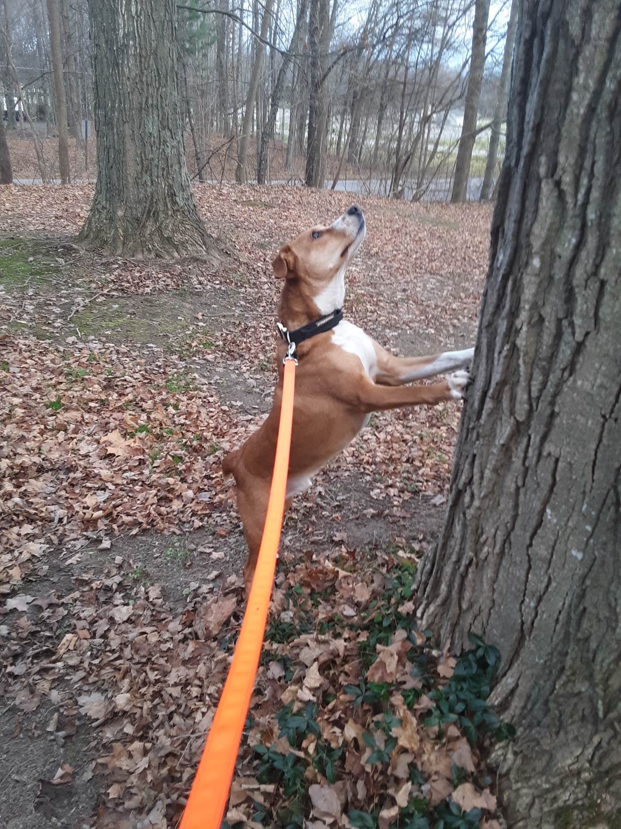 Dusty Dog Orvis Cover Dog