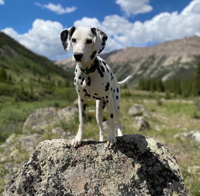 Trout Orvis Cover Dog