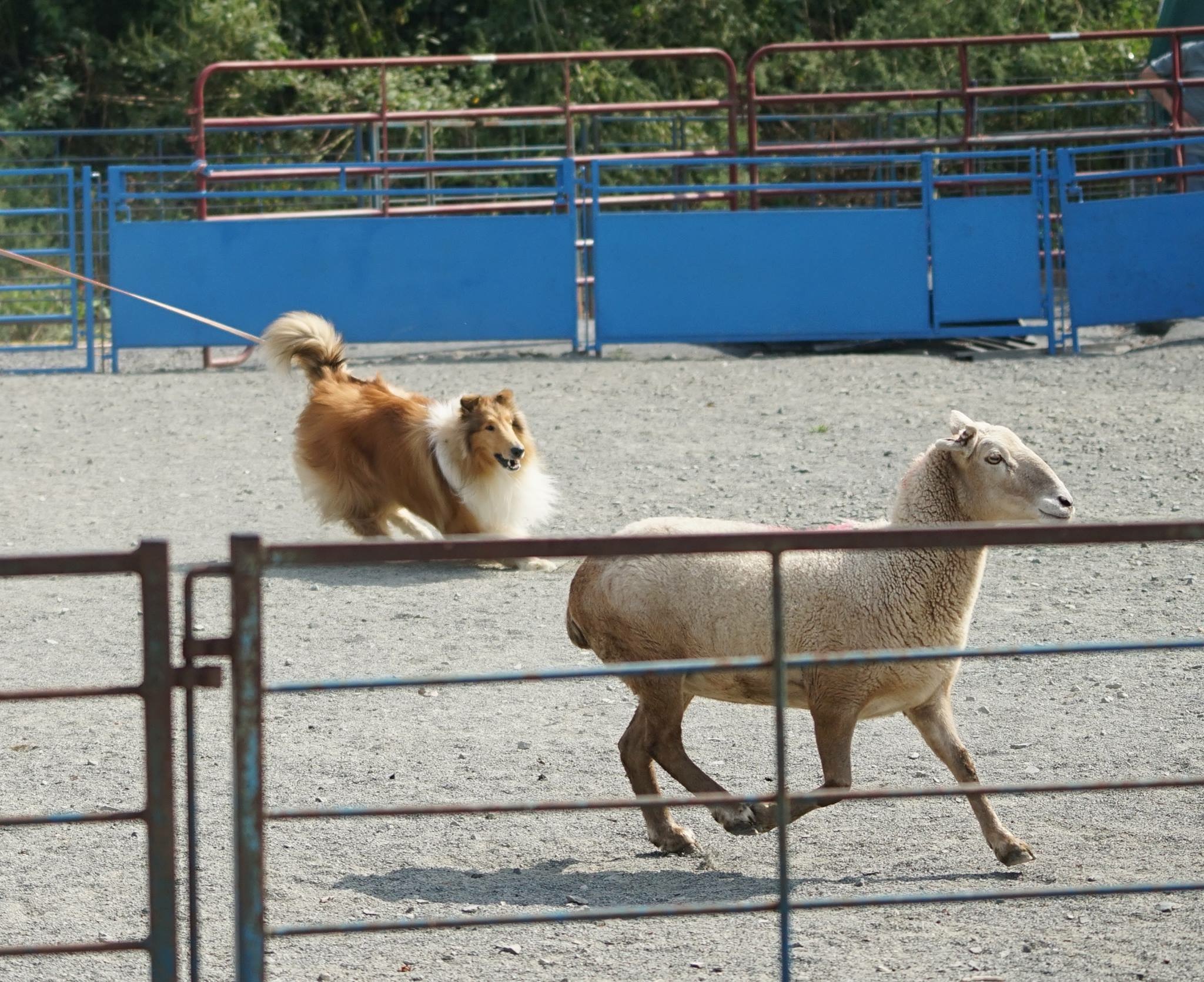 Keegan Orvis Cover Dog