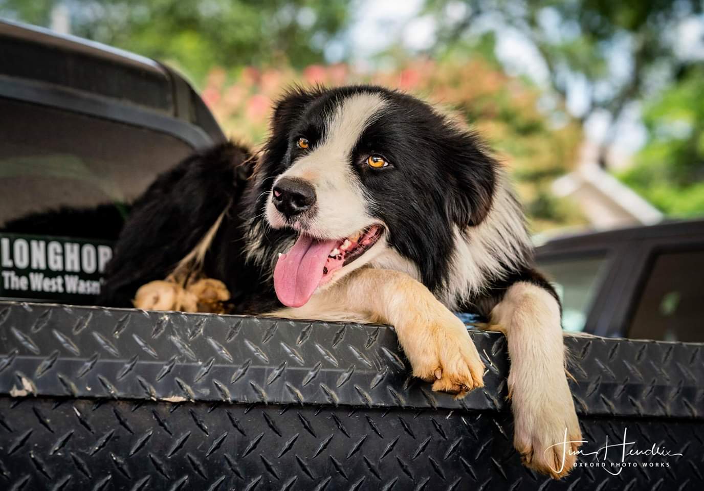 Duke Orvis Cover Dog