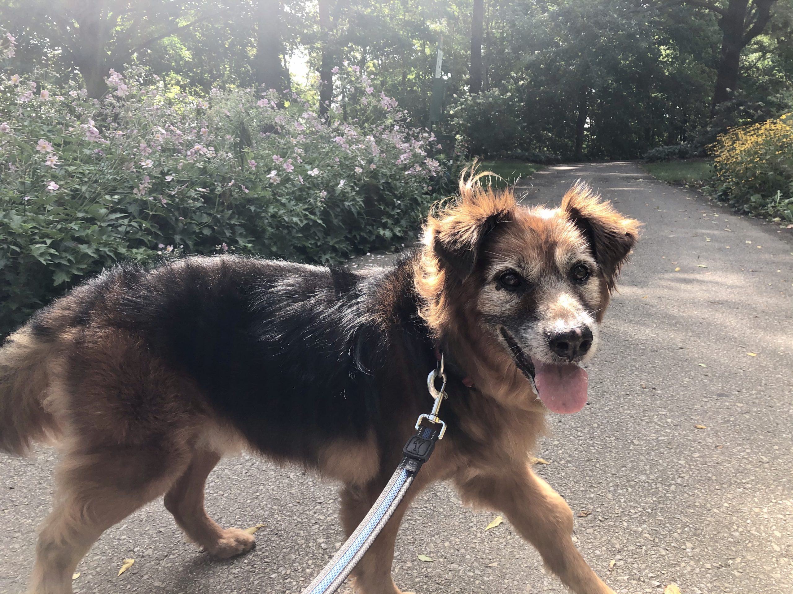 Kodiak Orvis Cover Dog