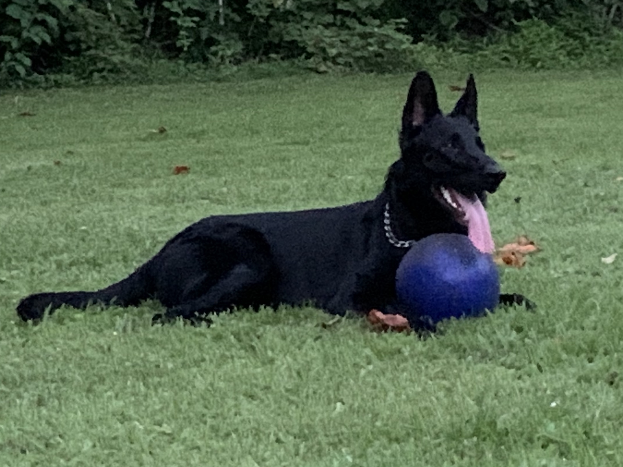 Black Jack Orvis Cover Dog