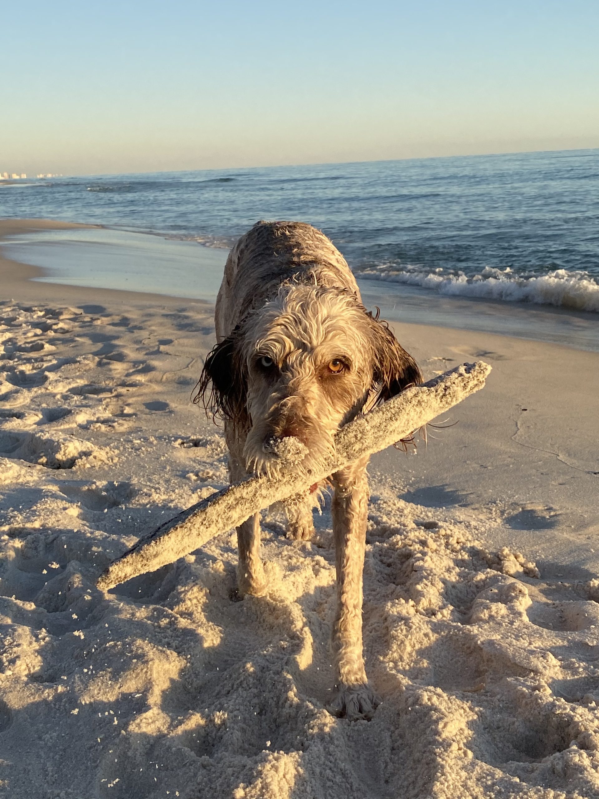 Marmalade Orvis Cover Dog