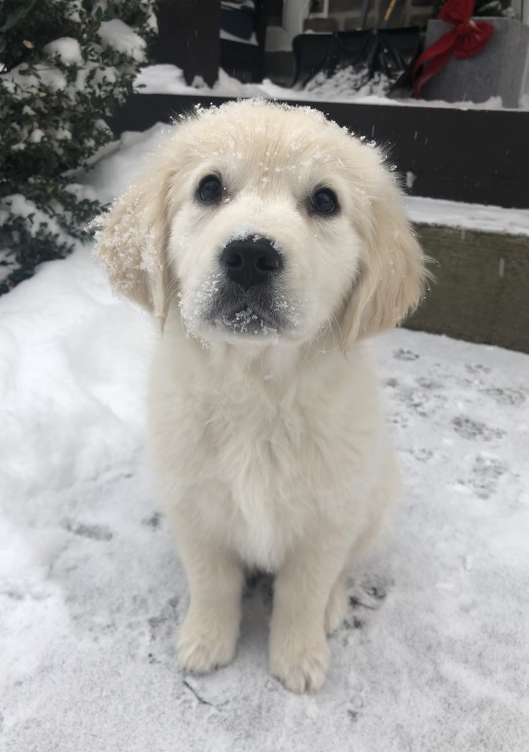 Noodles Orvis Cover Dog