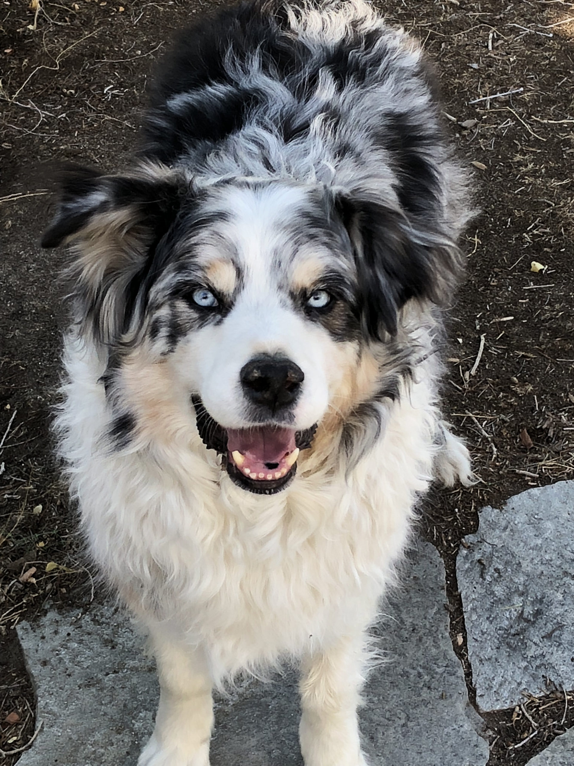 Roper Orvis Cover Dog