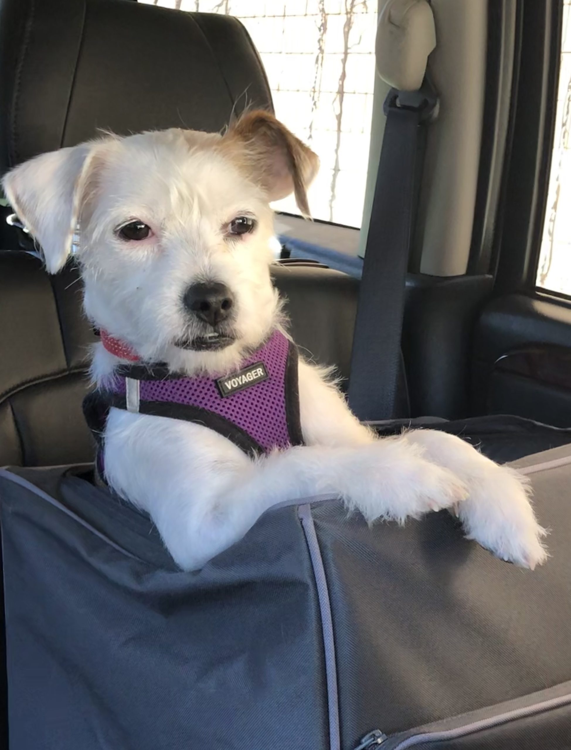 Gracie Orvis Cover Dog