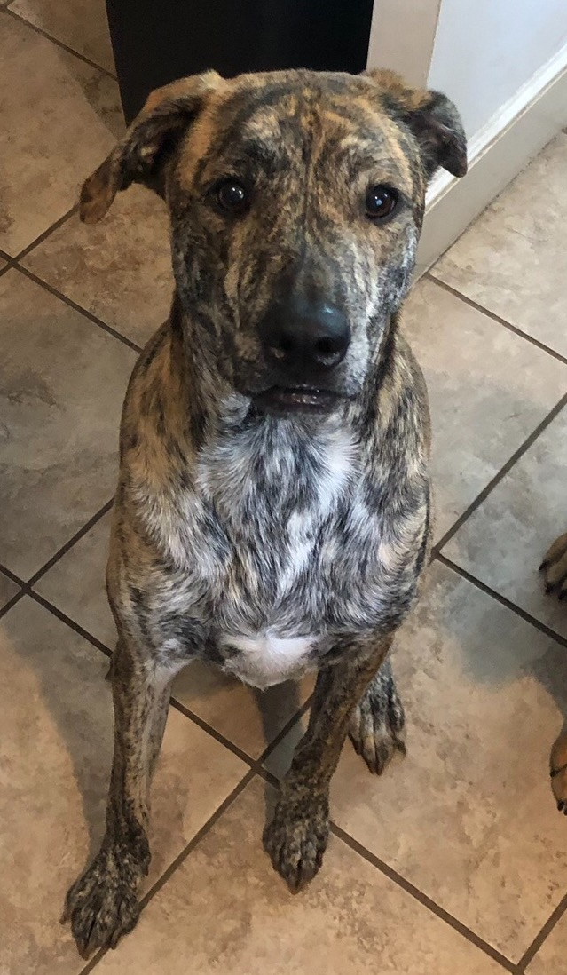 Boone Orvis Cover Dog