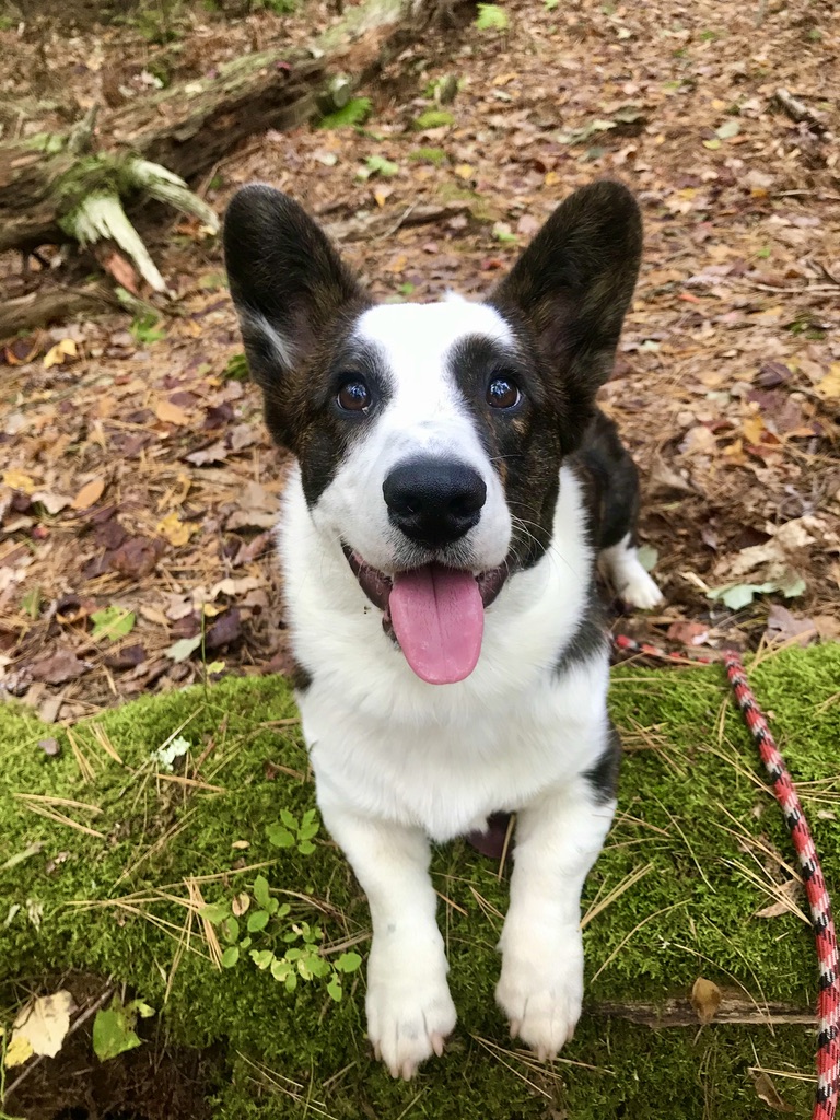 BlackJack Orvis Cover Dog