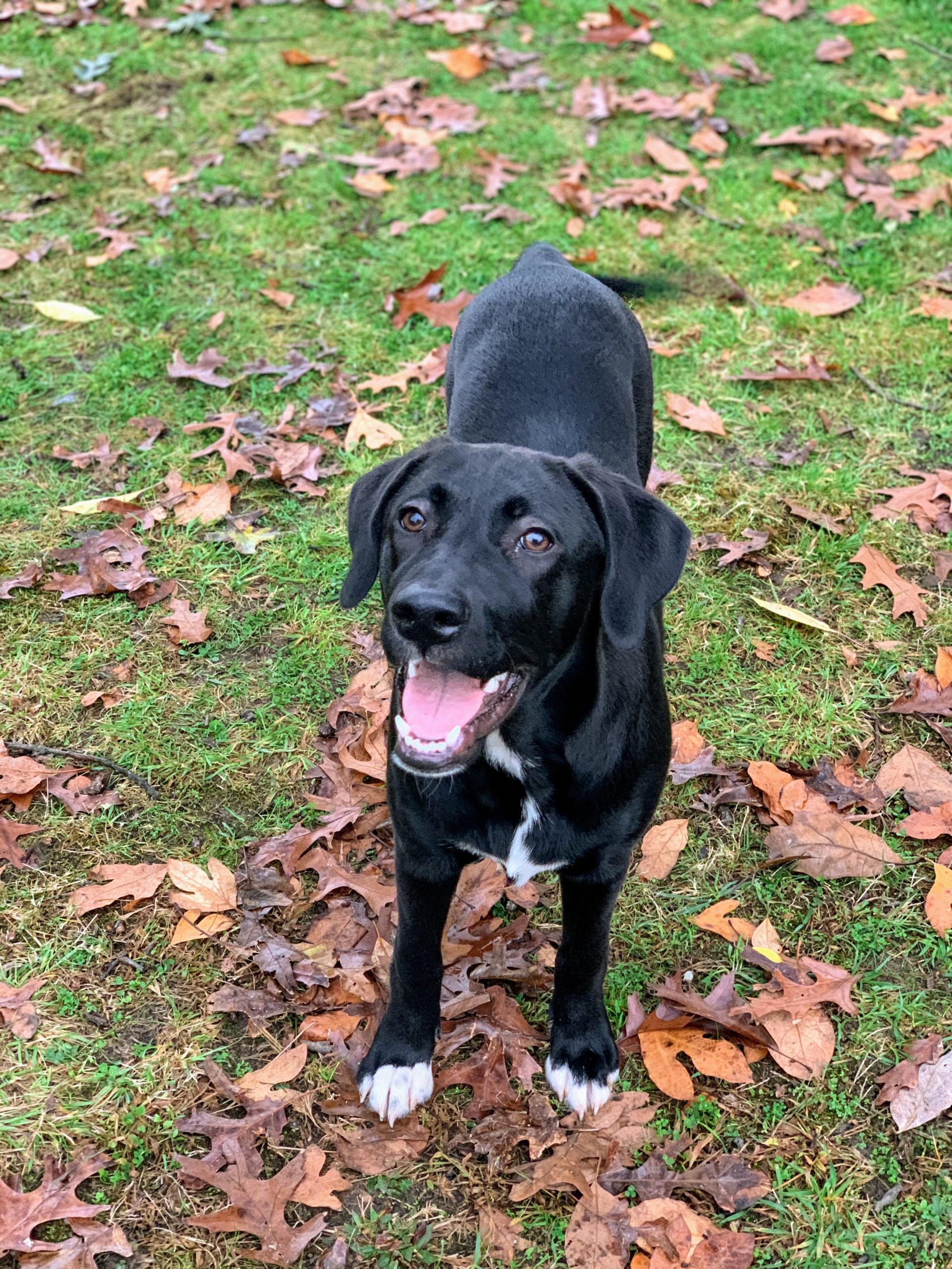 Stella Orvis Cover Dog