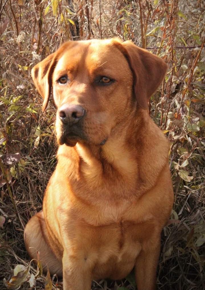 Copper Orvis Cover Dog