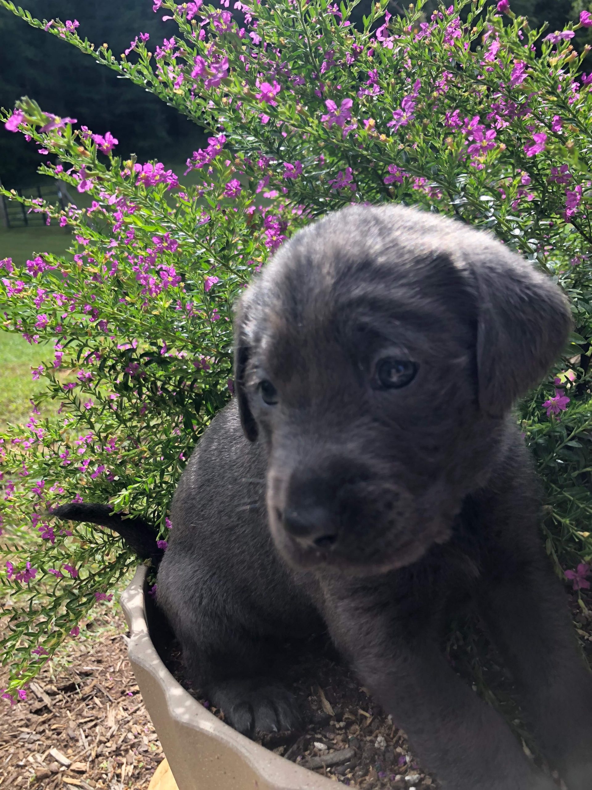 Ridley Orvis Cover Dog