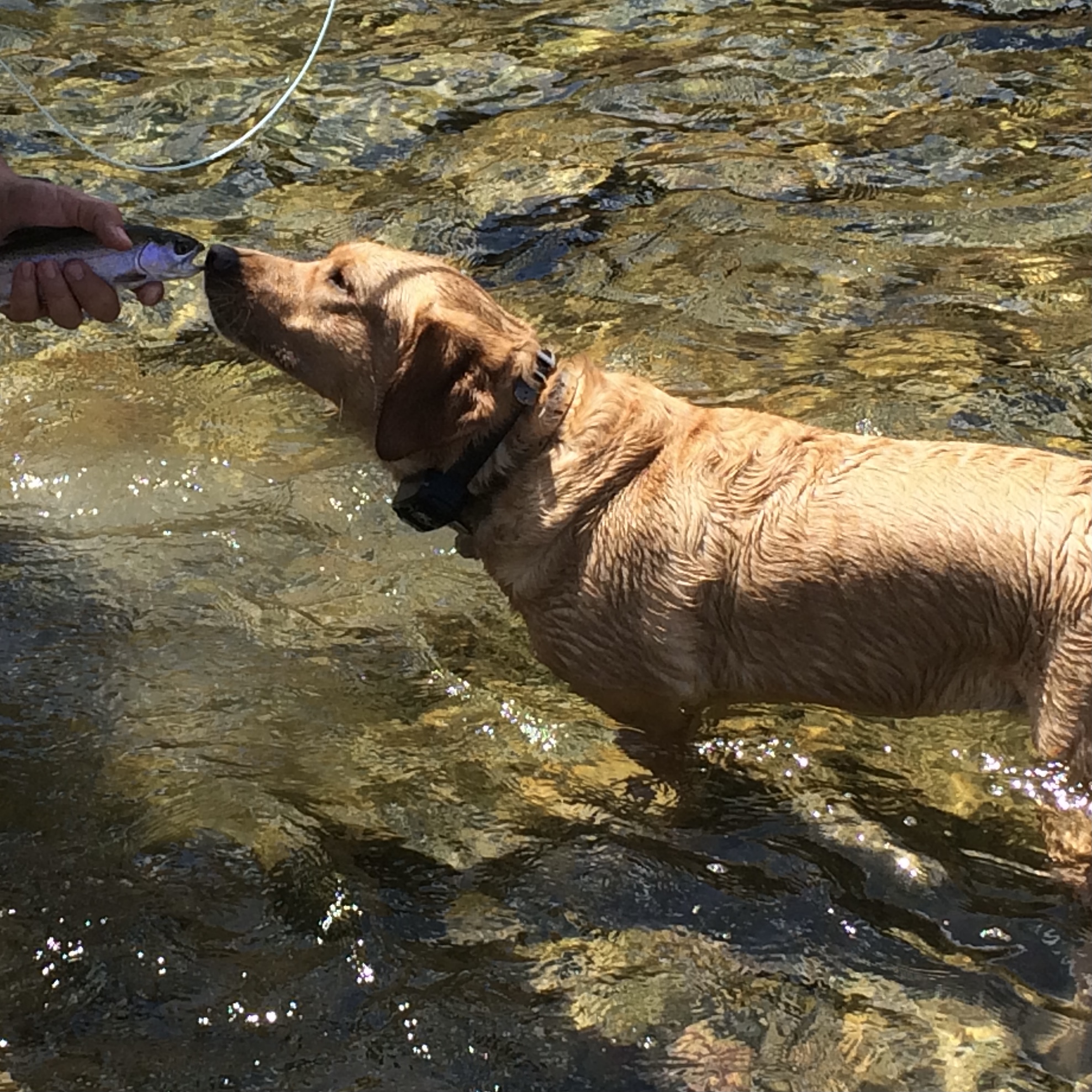 Trout Orvis Cover Dog