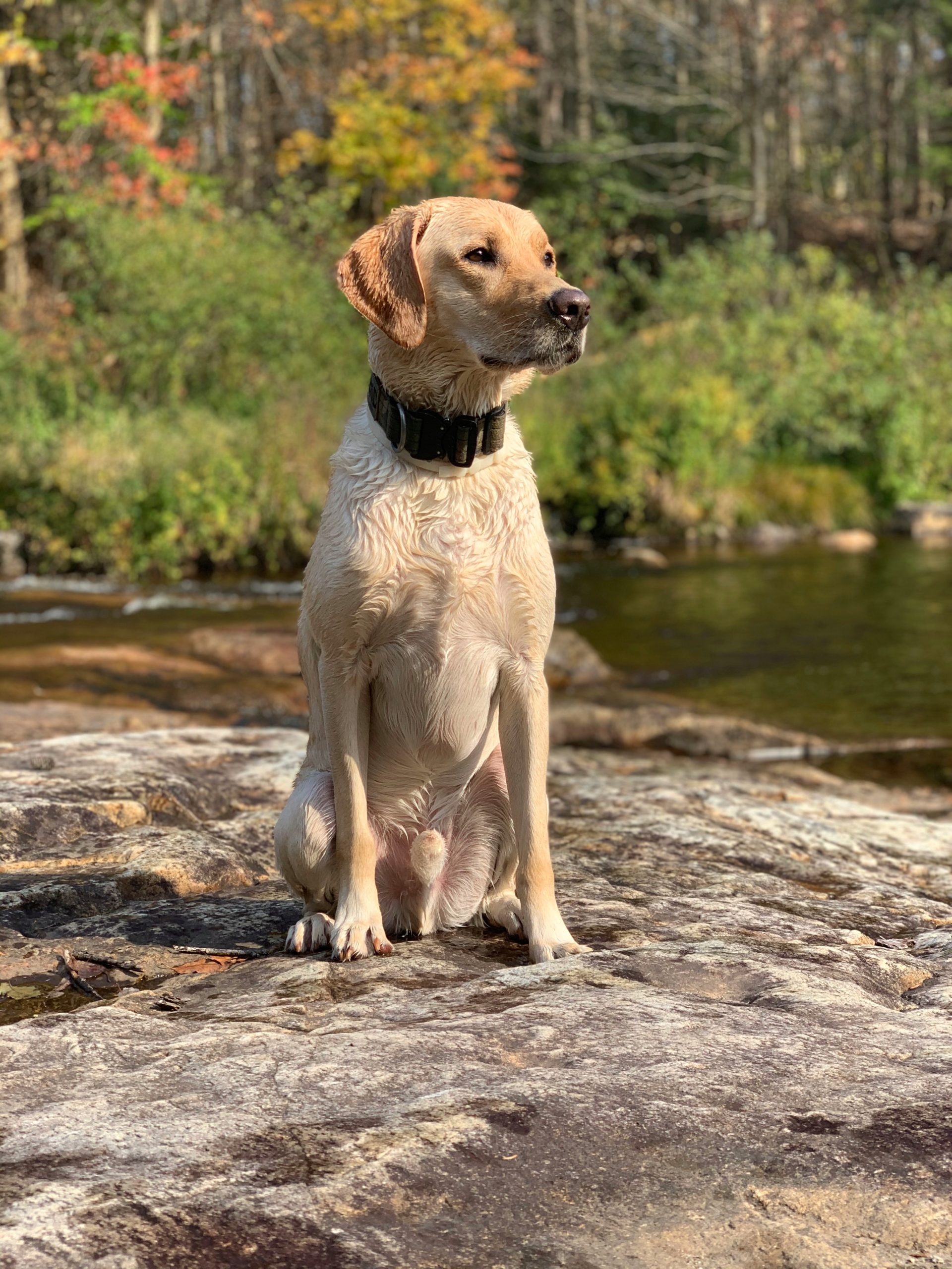 Legend Orvis Cover Dog