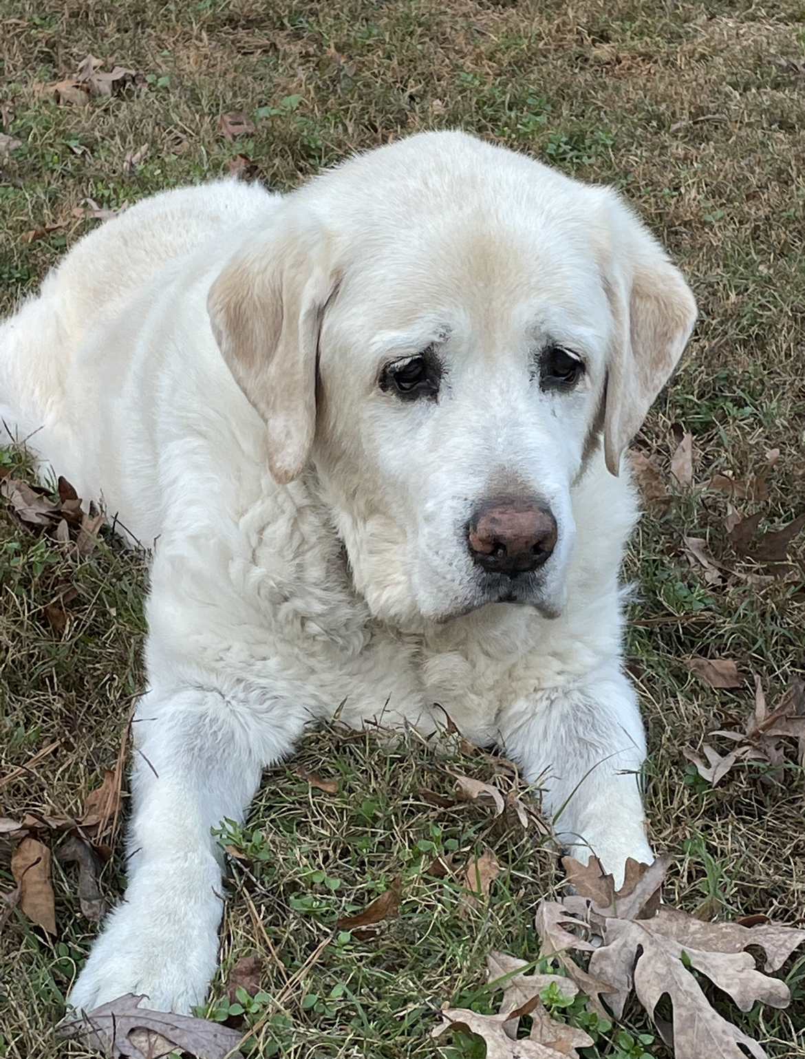 Wheeler Orvis Cover Dog