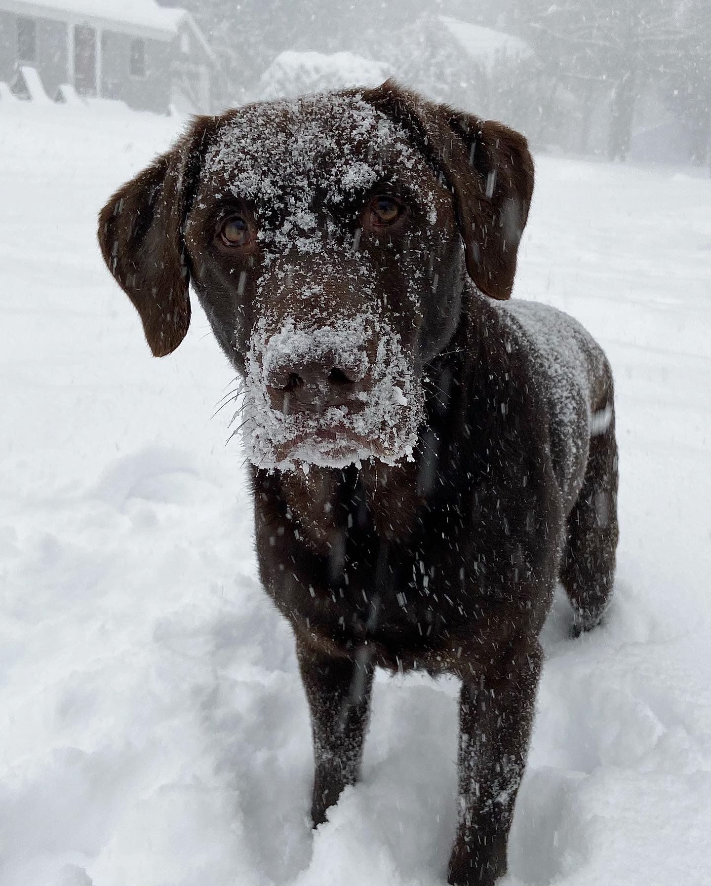 Opie - Orvis Cover Dog