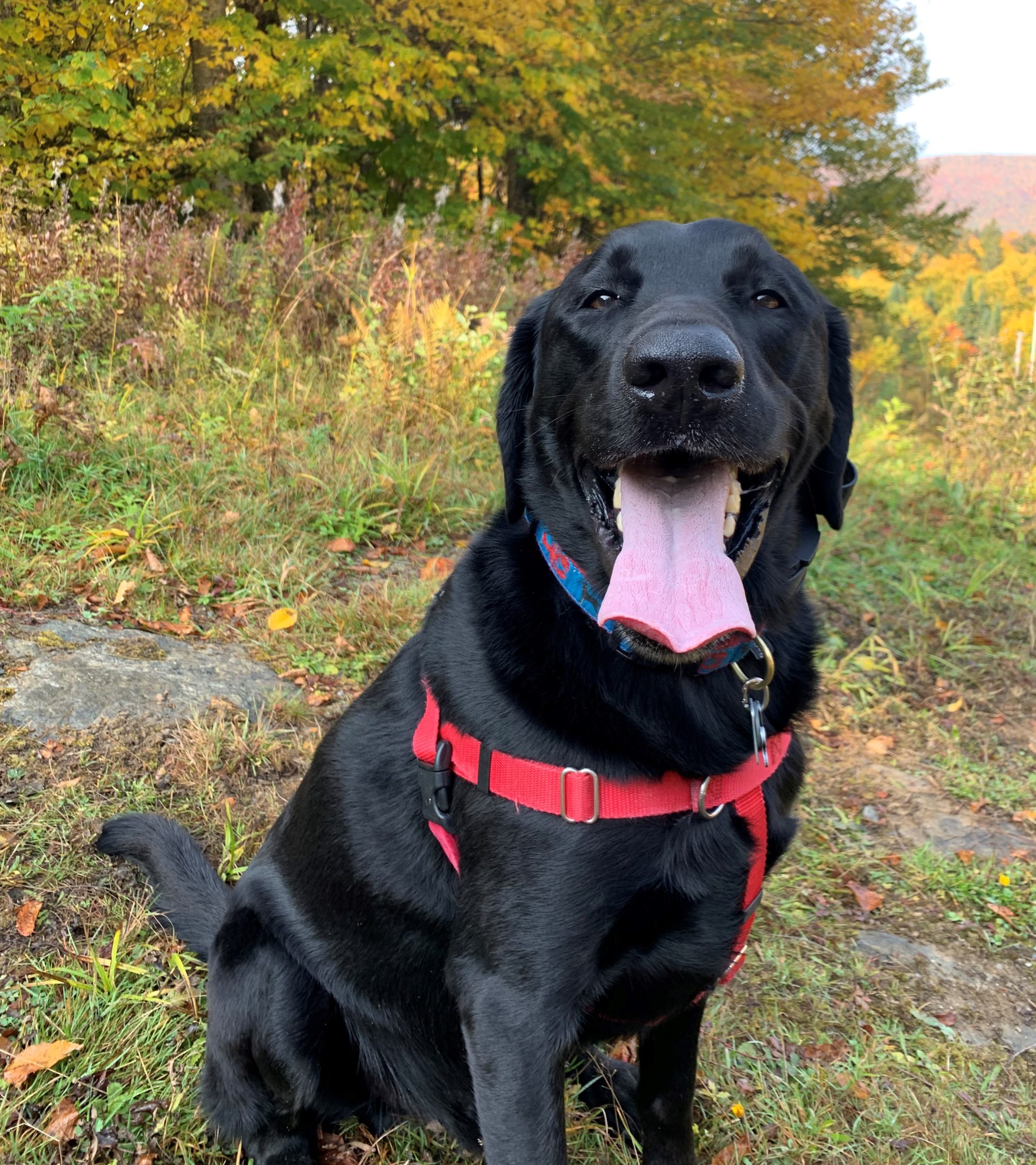 Camden Orvis Cover Dog
