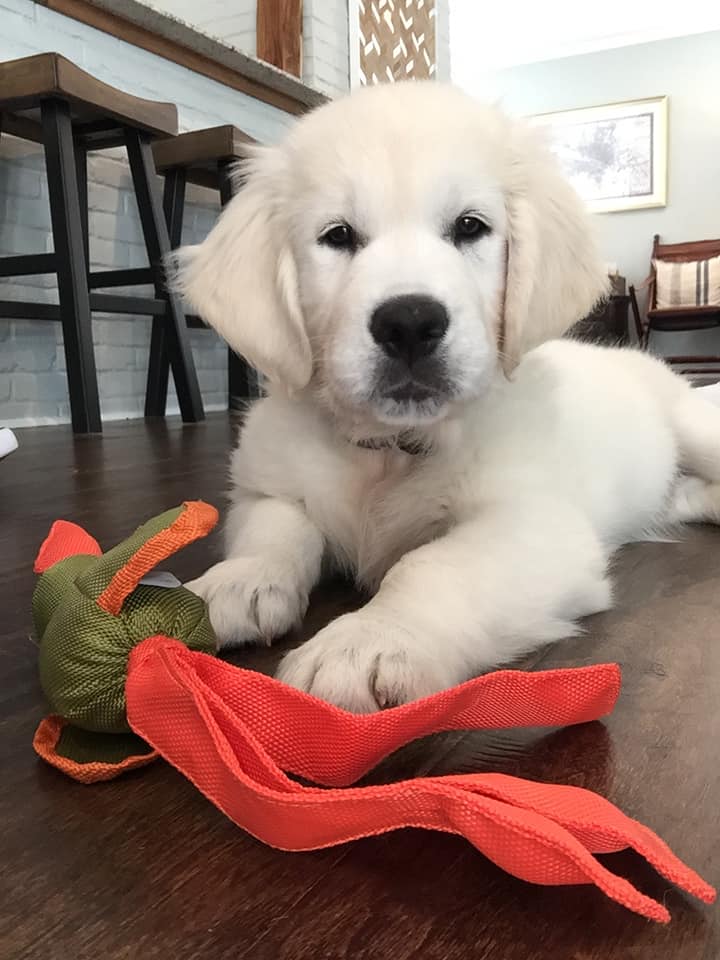 Orvis Orvis Cover Dog