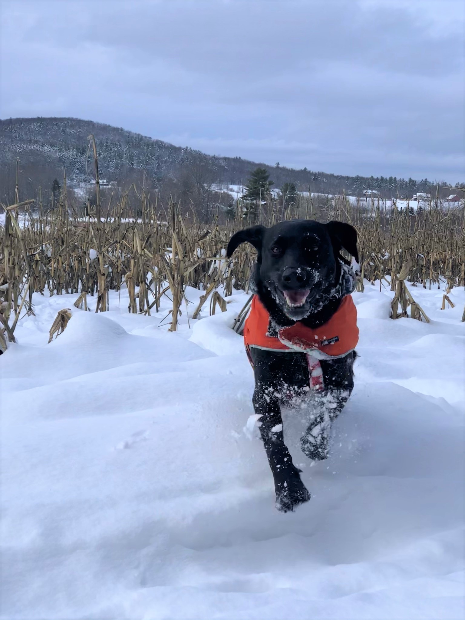 Camden Orvis Cover Dog
