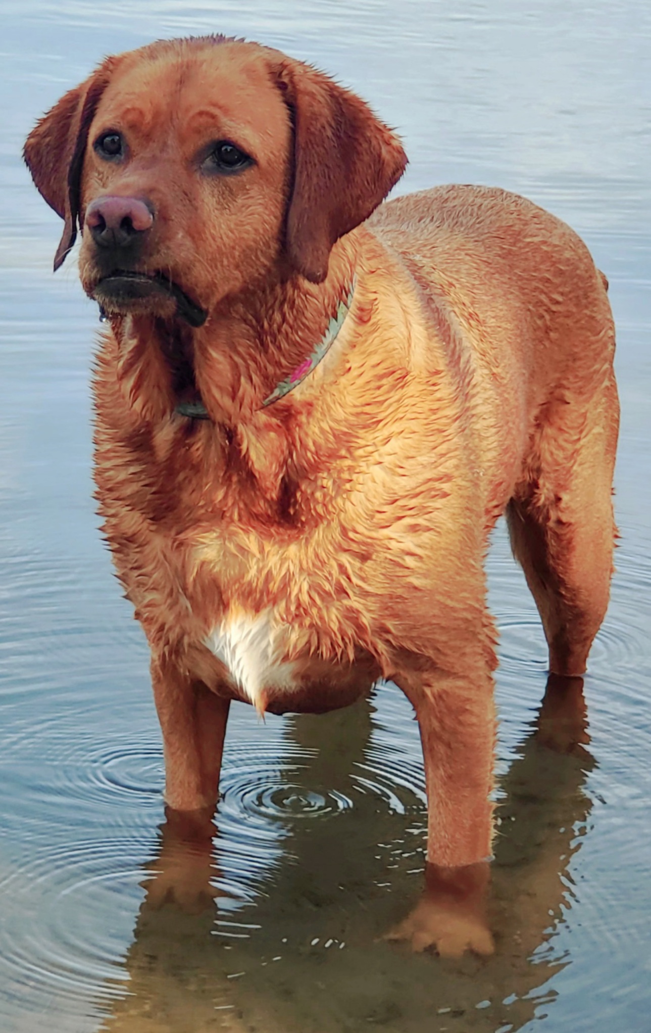 Caye (short for Cayenne Hot Pepper) Orvis Cover Dog