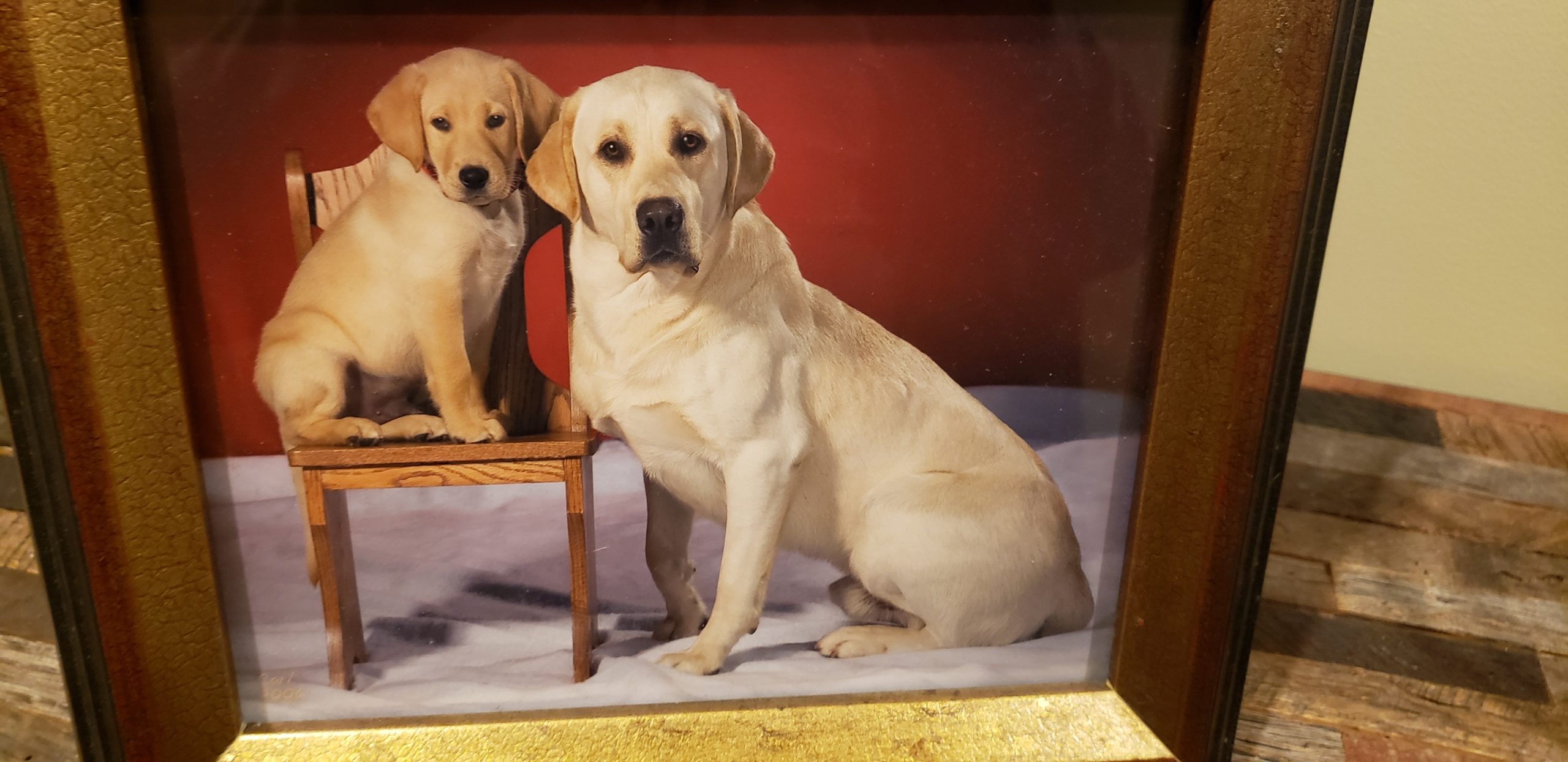 Angus Peters, Aspen Peters Orvis Cover Dog